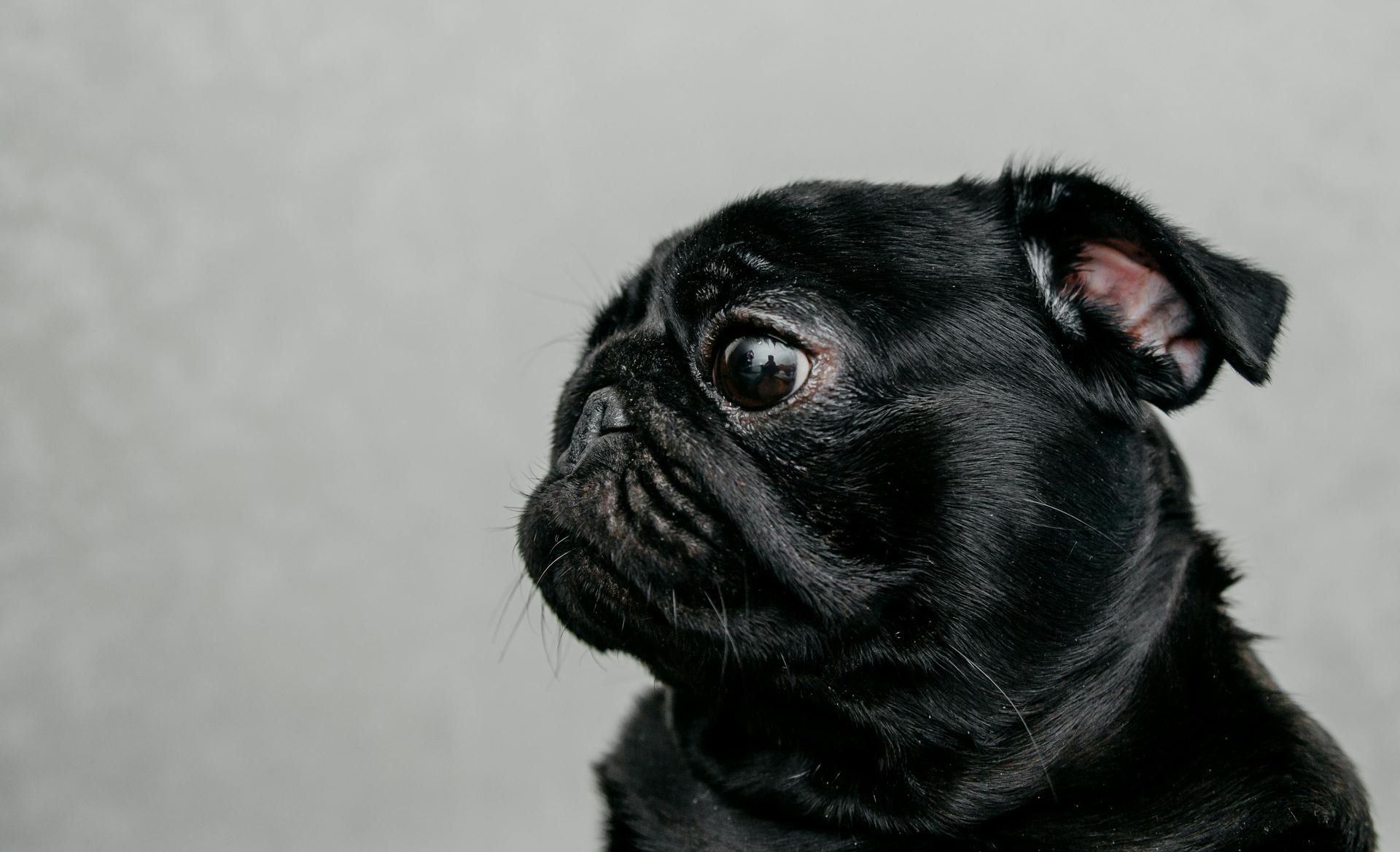 Pug Puppy | Black