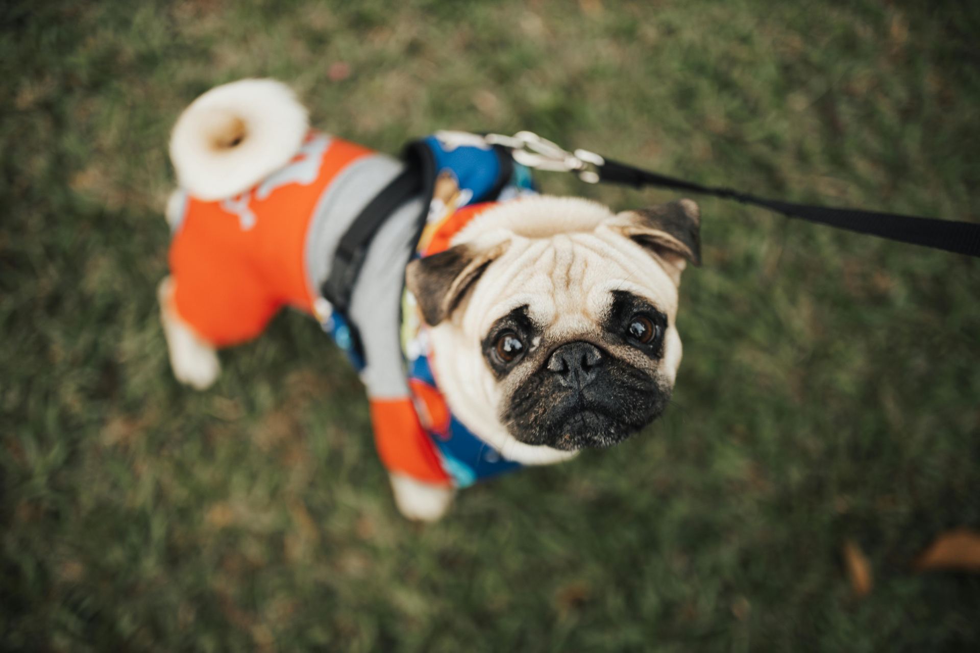 Pug Puppy | Apricot Color puppy in Mumbai