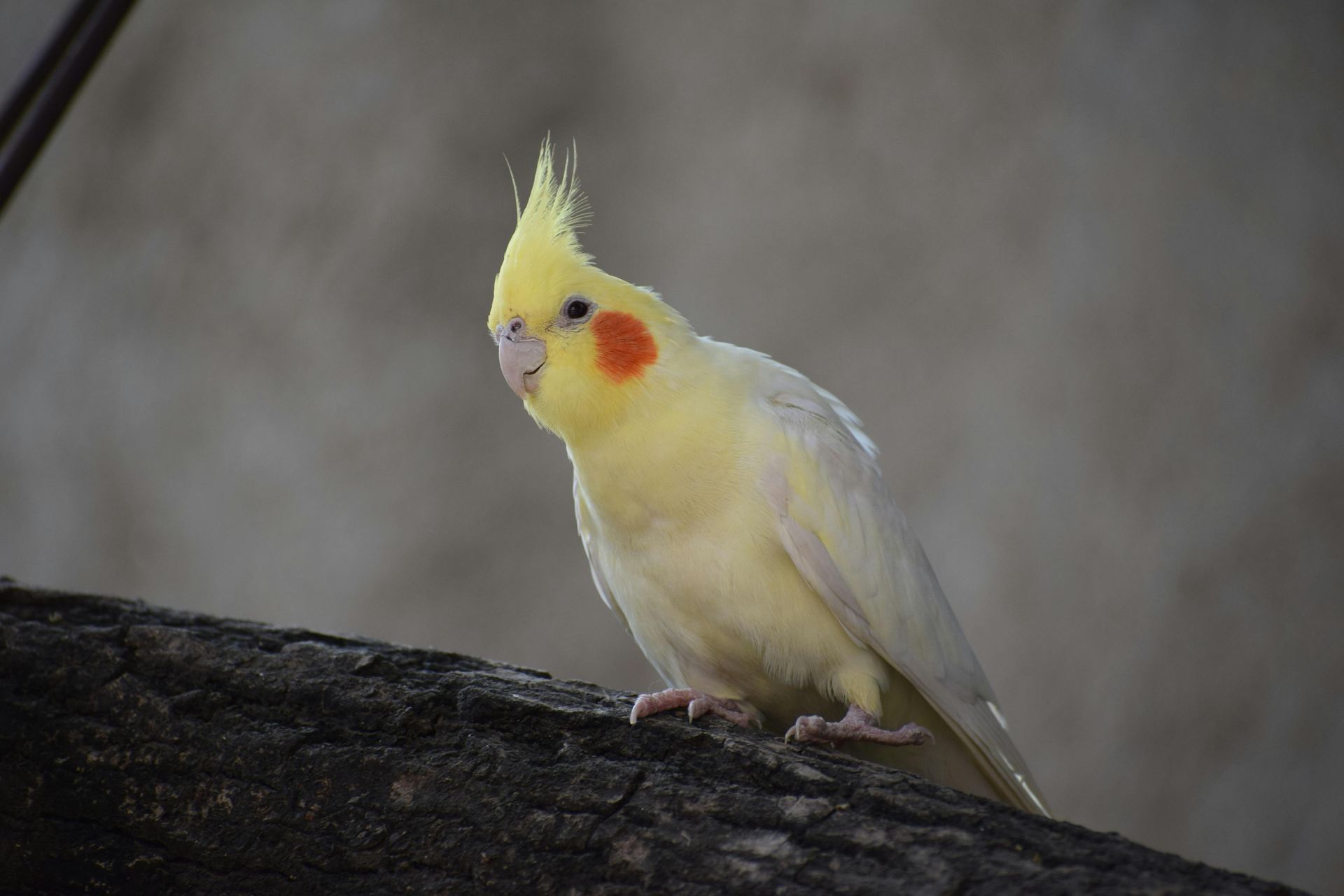 Cockatiel | Lutino available in Pune