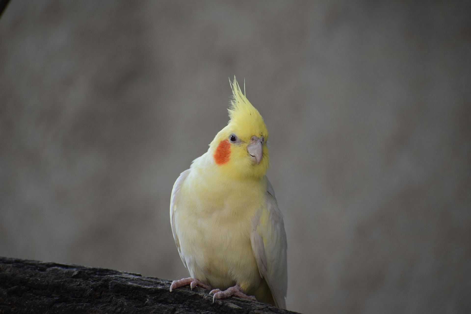 Cockatiel | Lutino