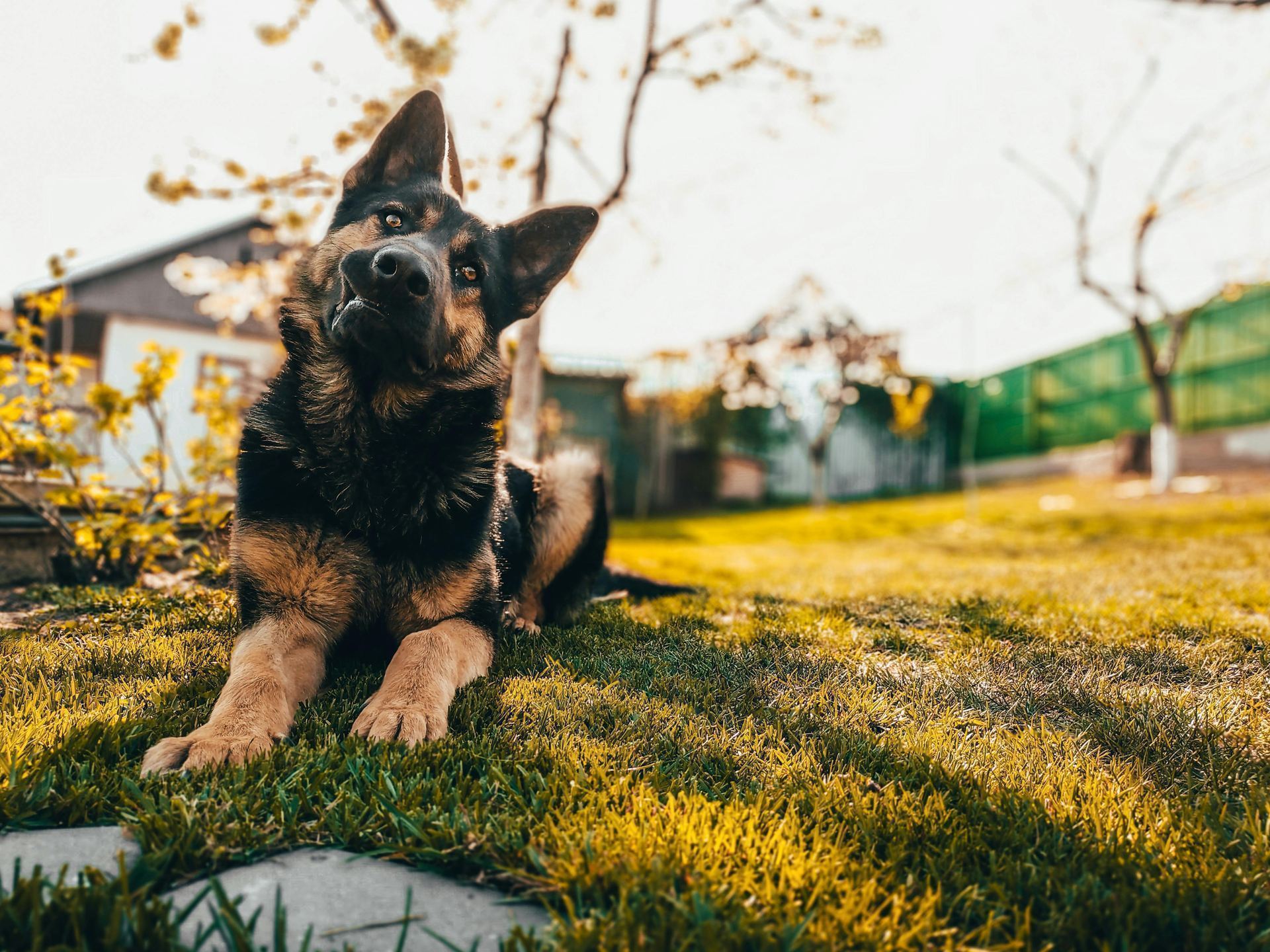 German Shepherd Puppy