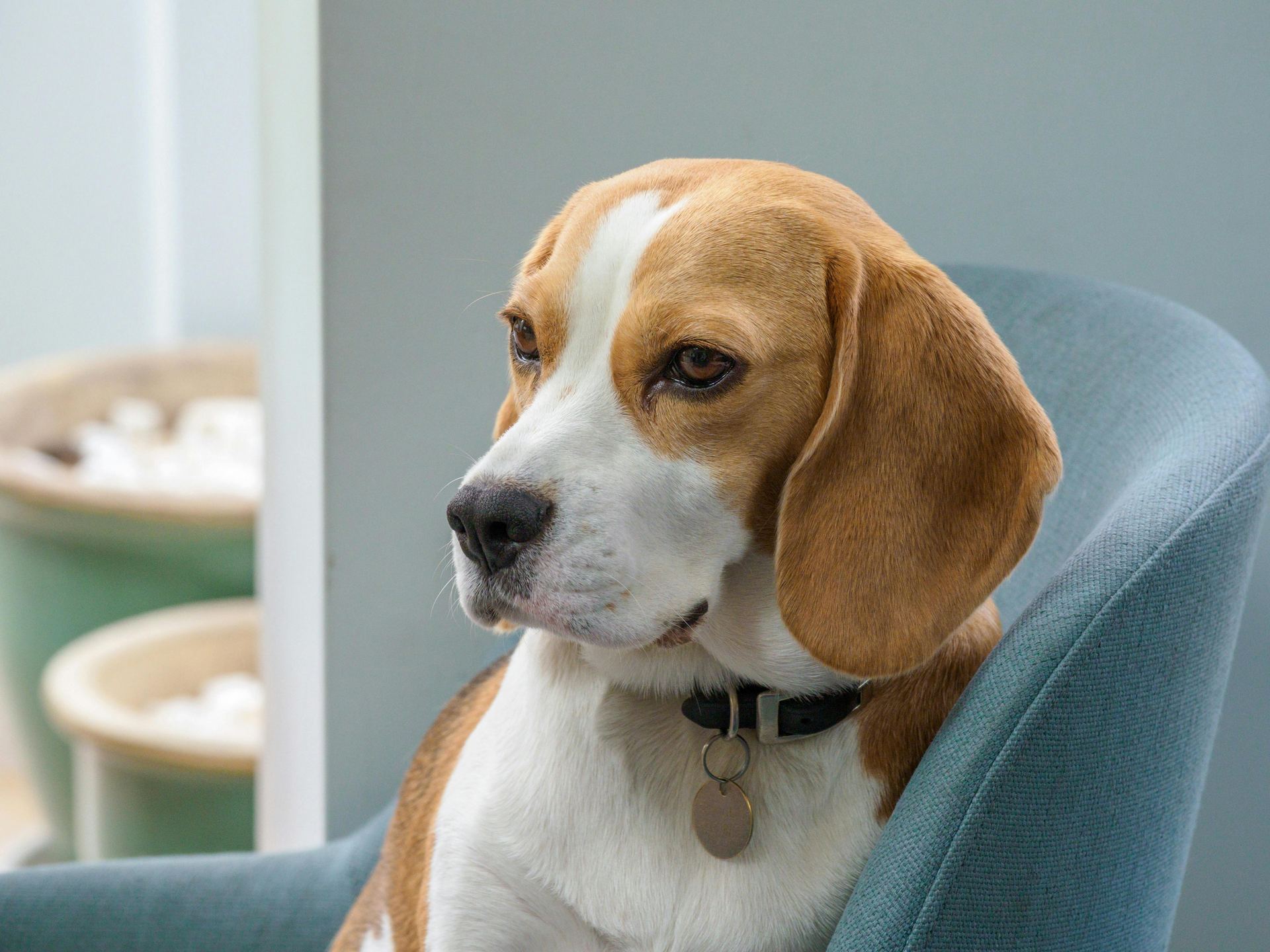 Beagle | Lemon & White | Puppy available in Mumbai