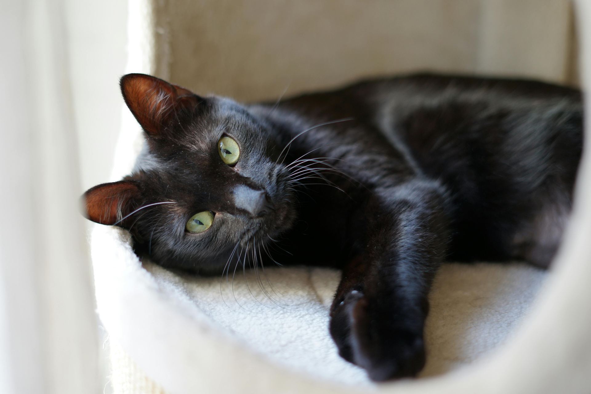Buy Bombay Kittens in Mumbai