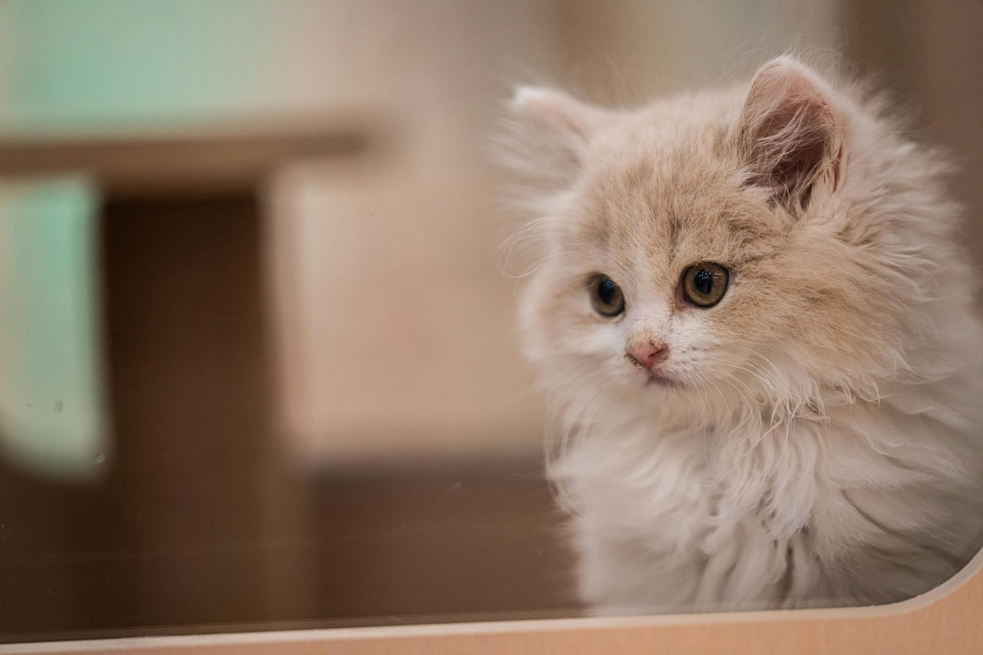 Buy Doll Face Persian Kitten in Pune