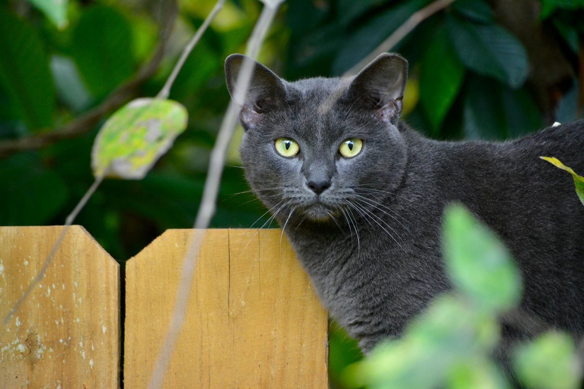 Buy Russian Blue Kitten in Pune