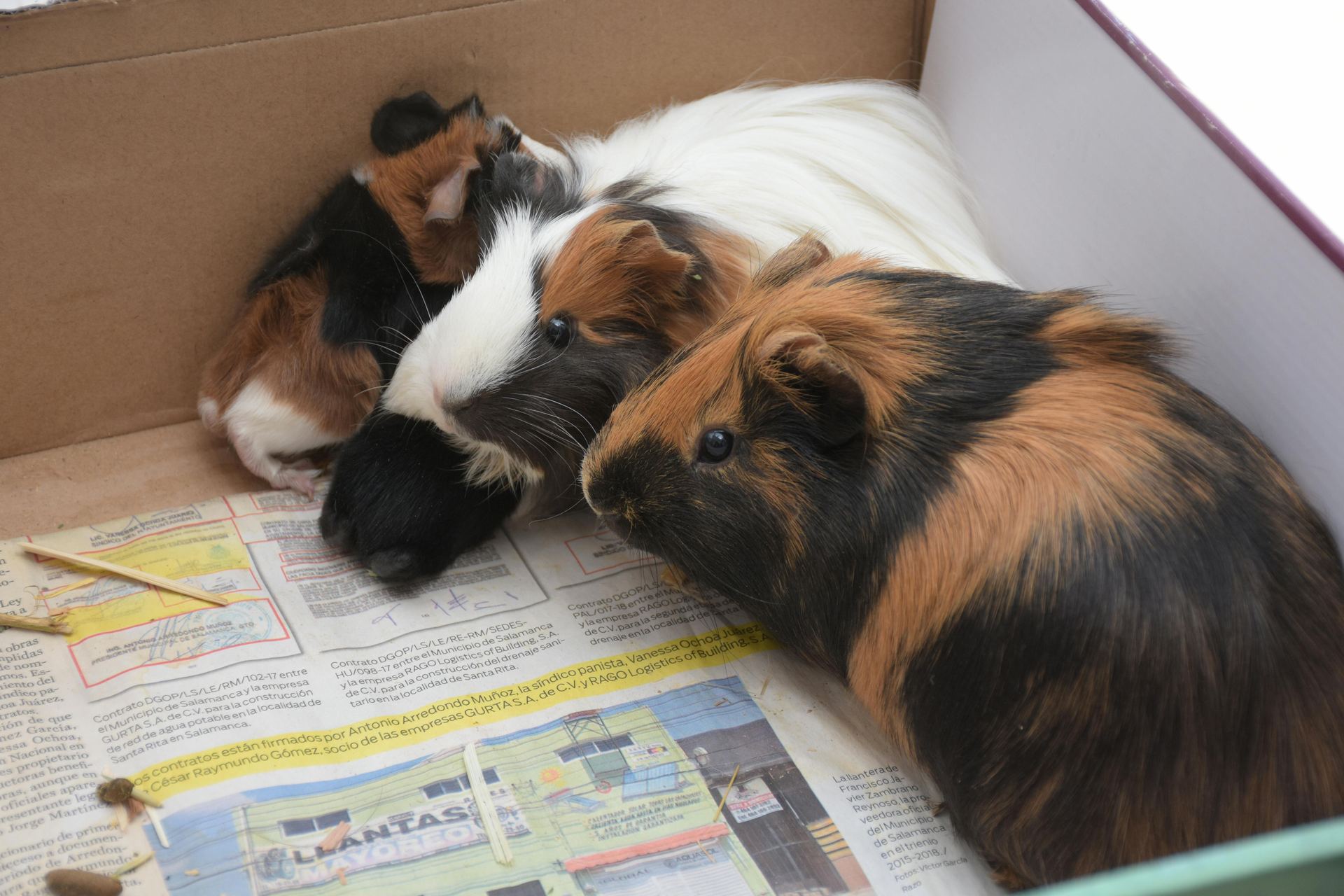Buy Guinea Pig Babies in Mumbai