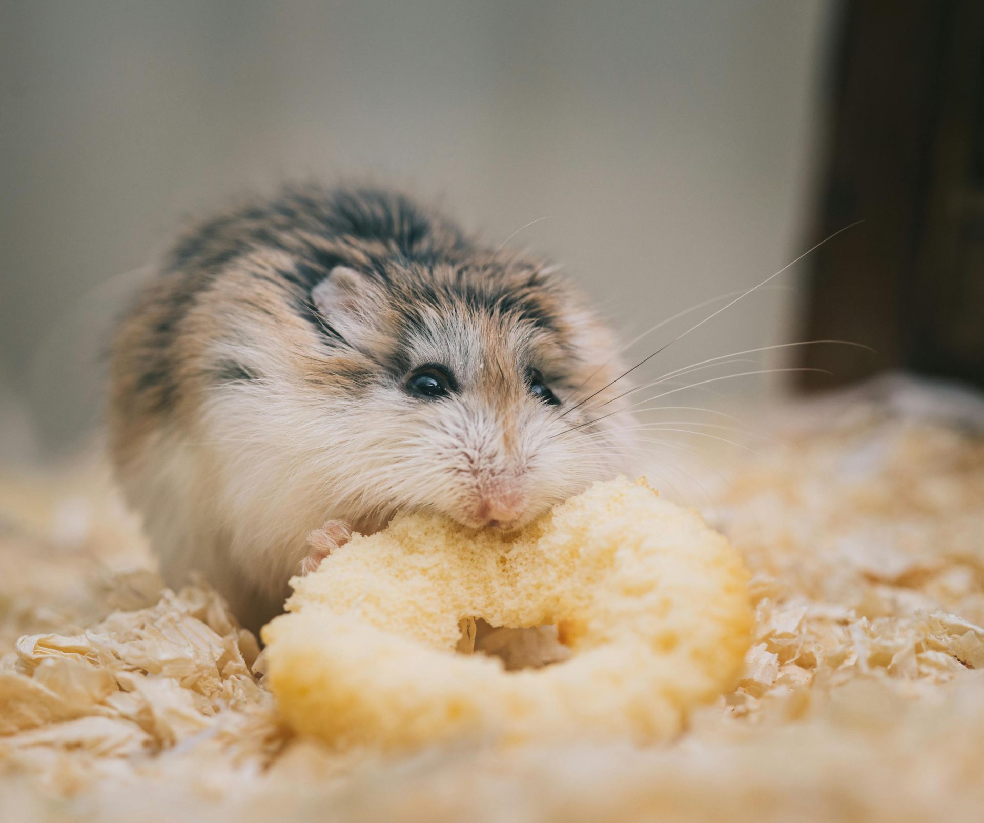 Buy Hamsters in Pune