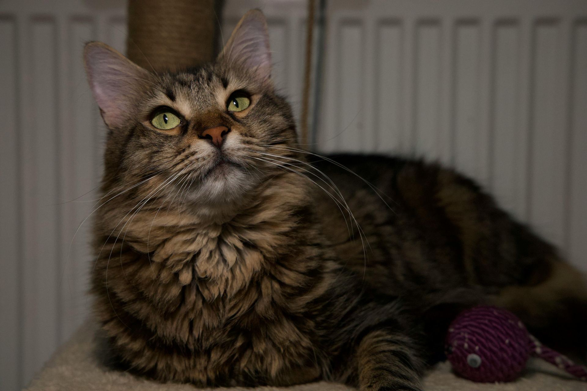 Maine Coon Kitten kitten available in Pune