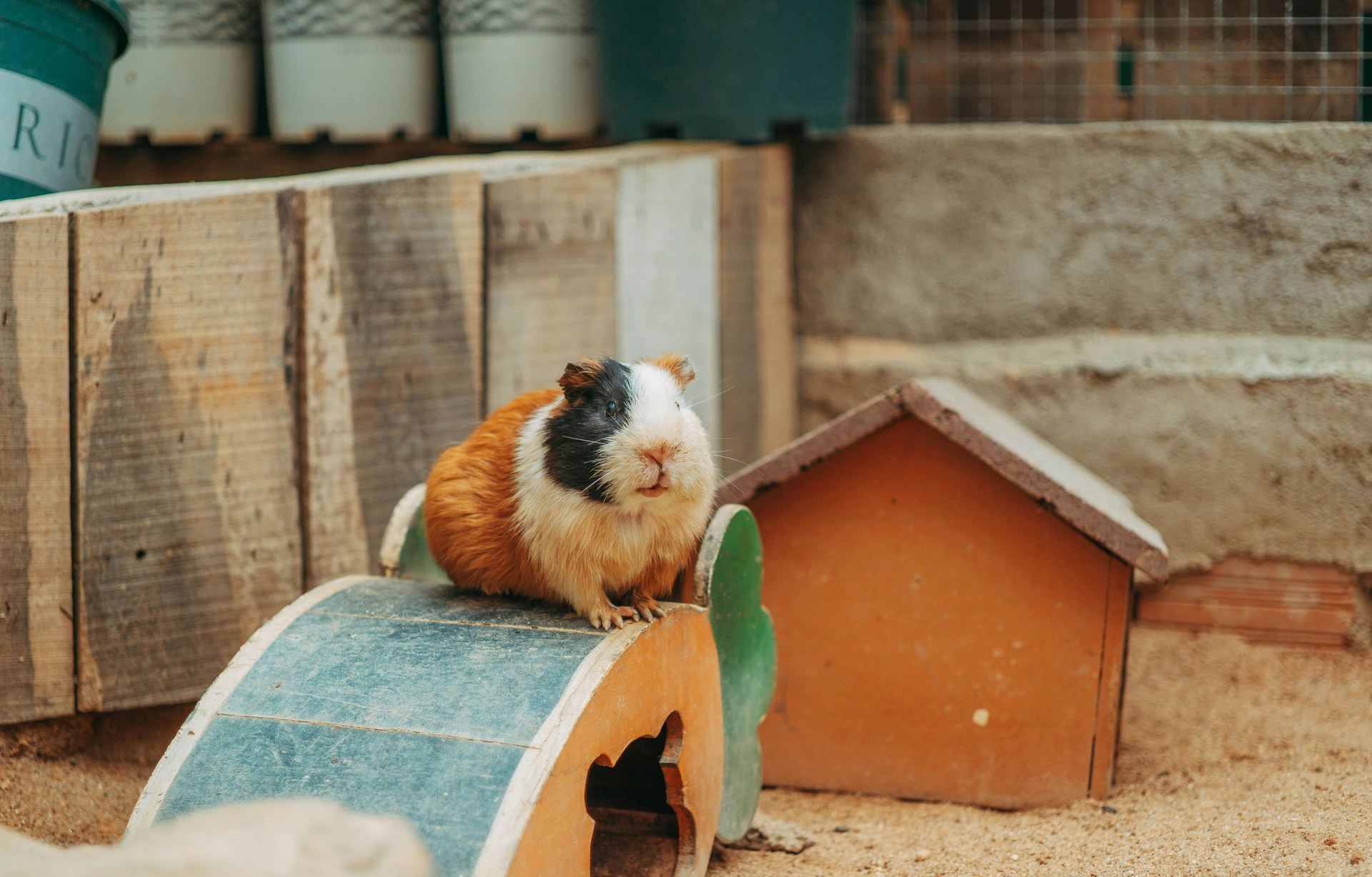 Guinea Pig Babies small pet in Mumbai