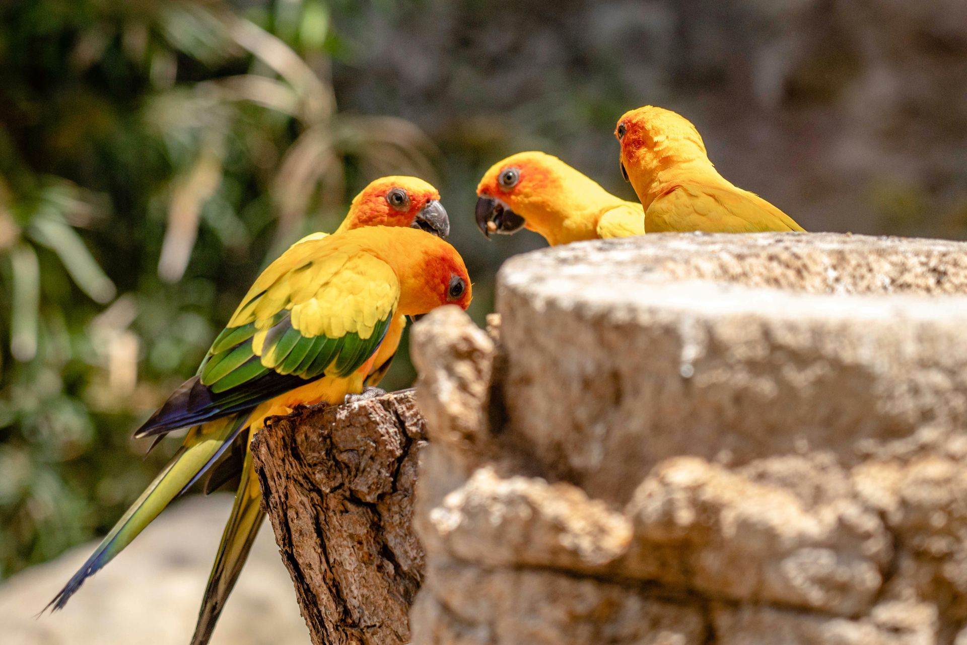 Sun Conure