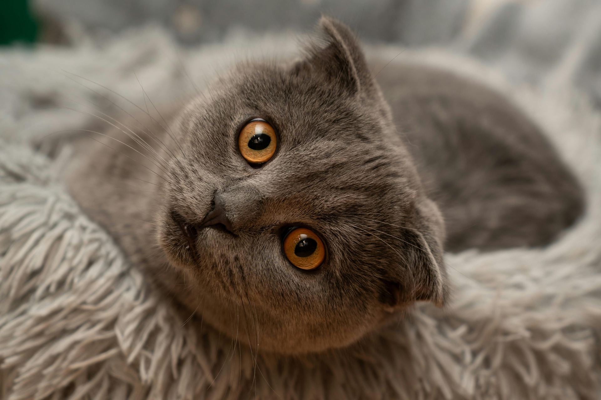 Scottish Fold Kitten | Standard Grey kitten available in Pune