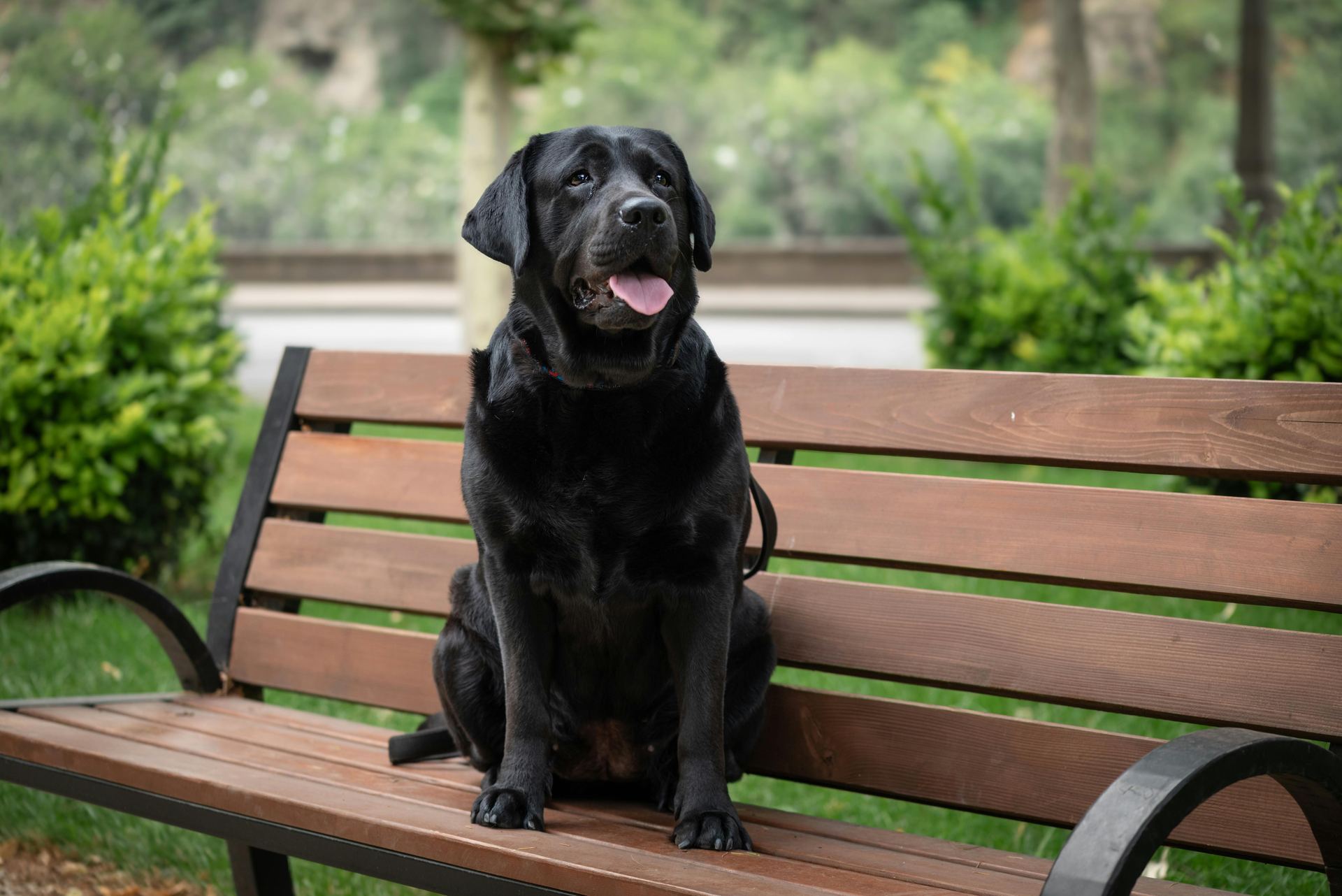 Labrador Retriever Puppy | Black Color available in Mumbai