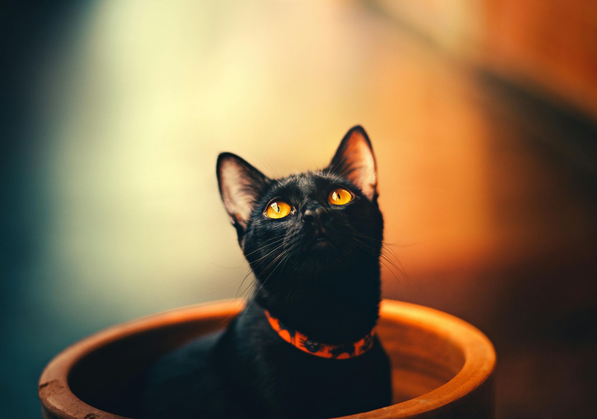 Bombay Kittens