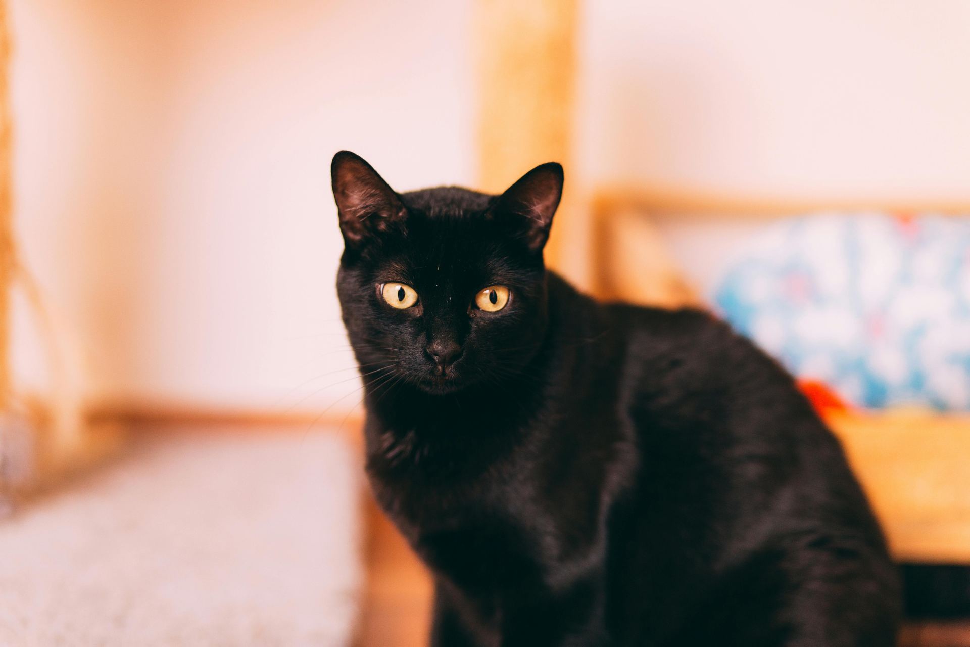 Bombay Kittens cat in Mumbai