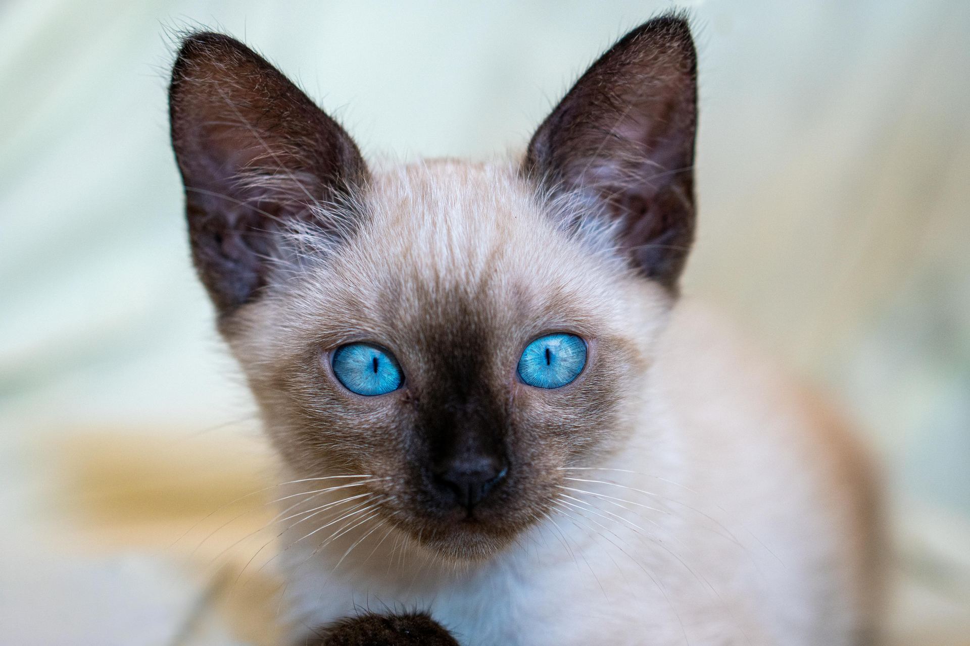 Buy Siamese Kitten in Mumbai