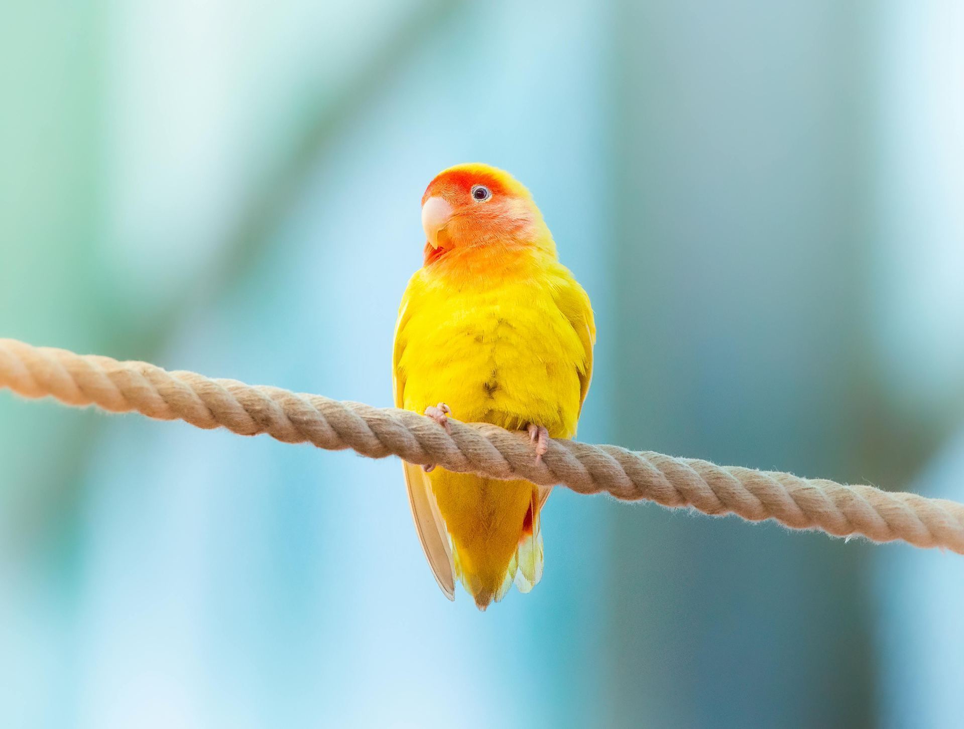 African Love Birds | Yellow & Orange available in Mumbai