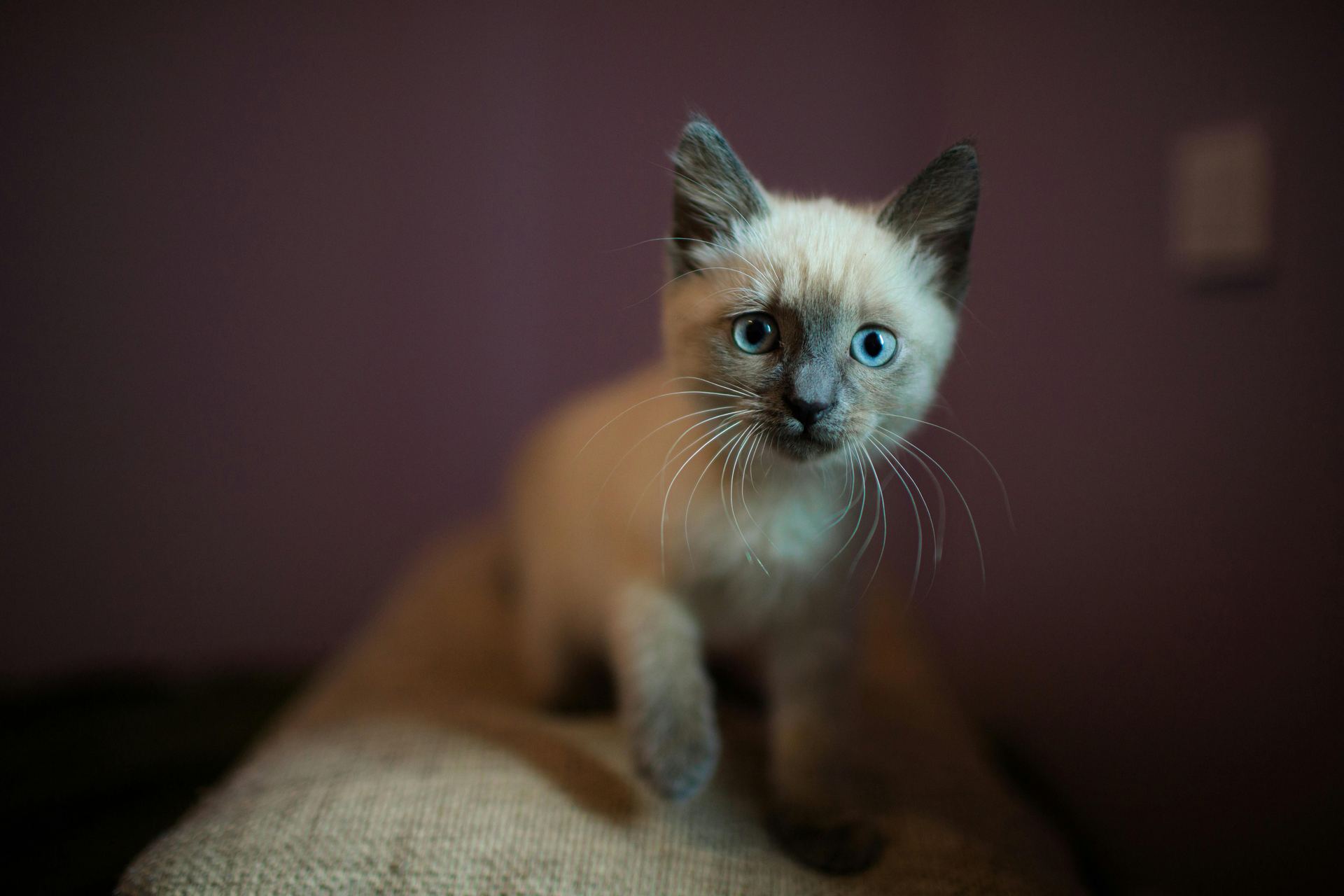 Siamese Kitten cat in Mumbai