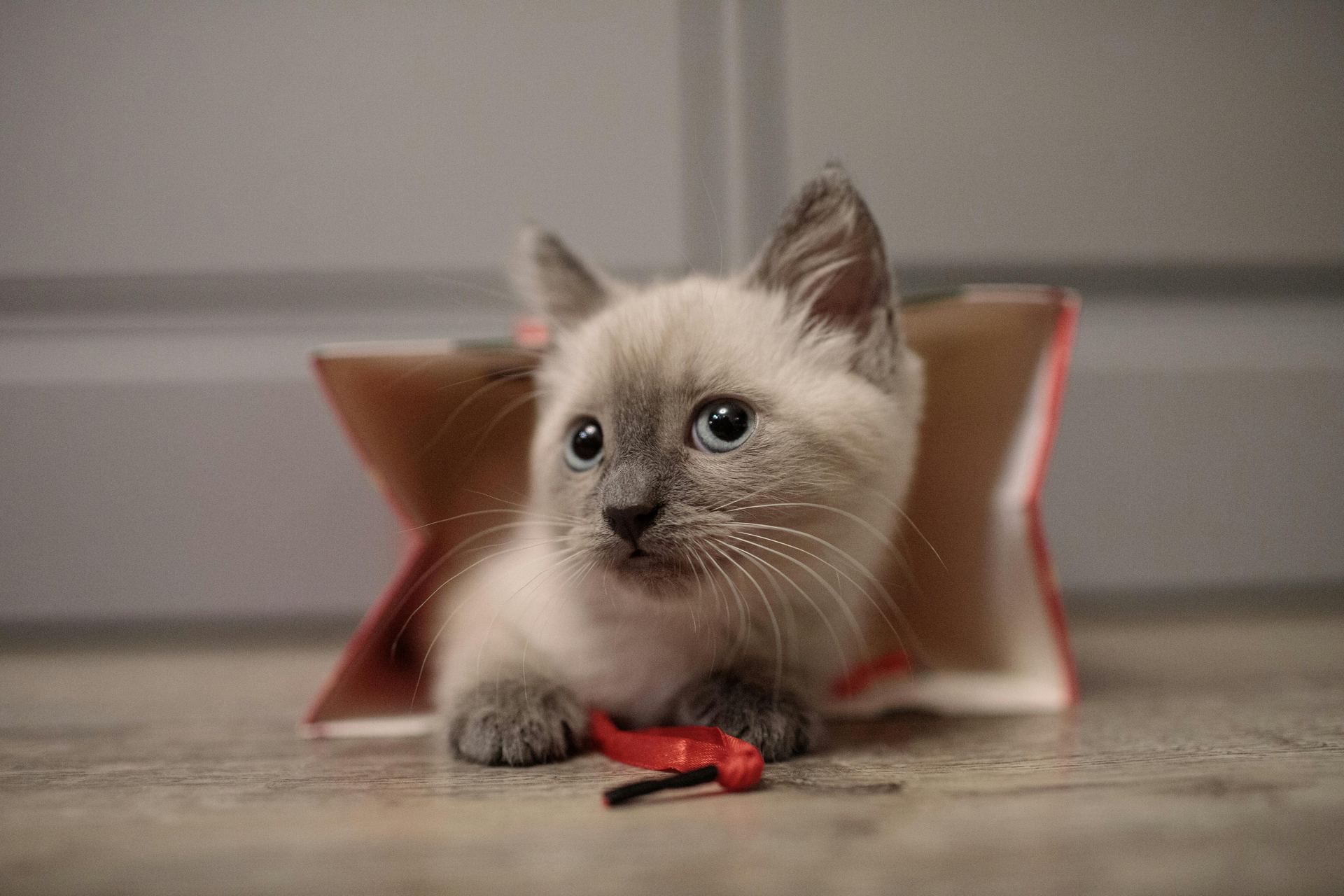 Himalayan Kittens