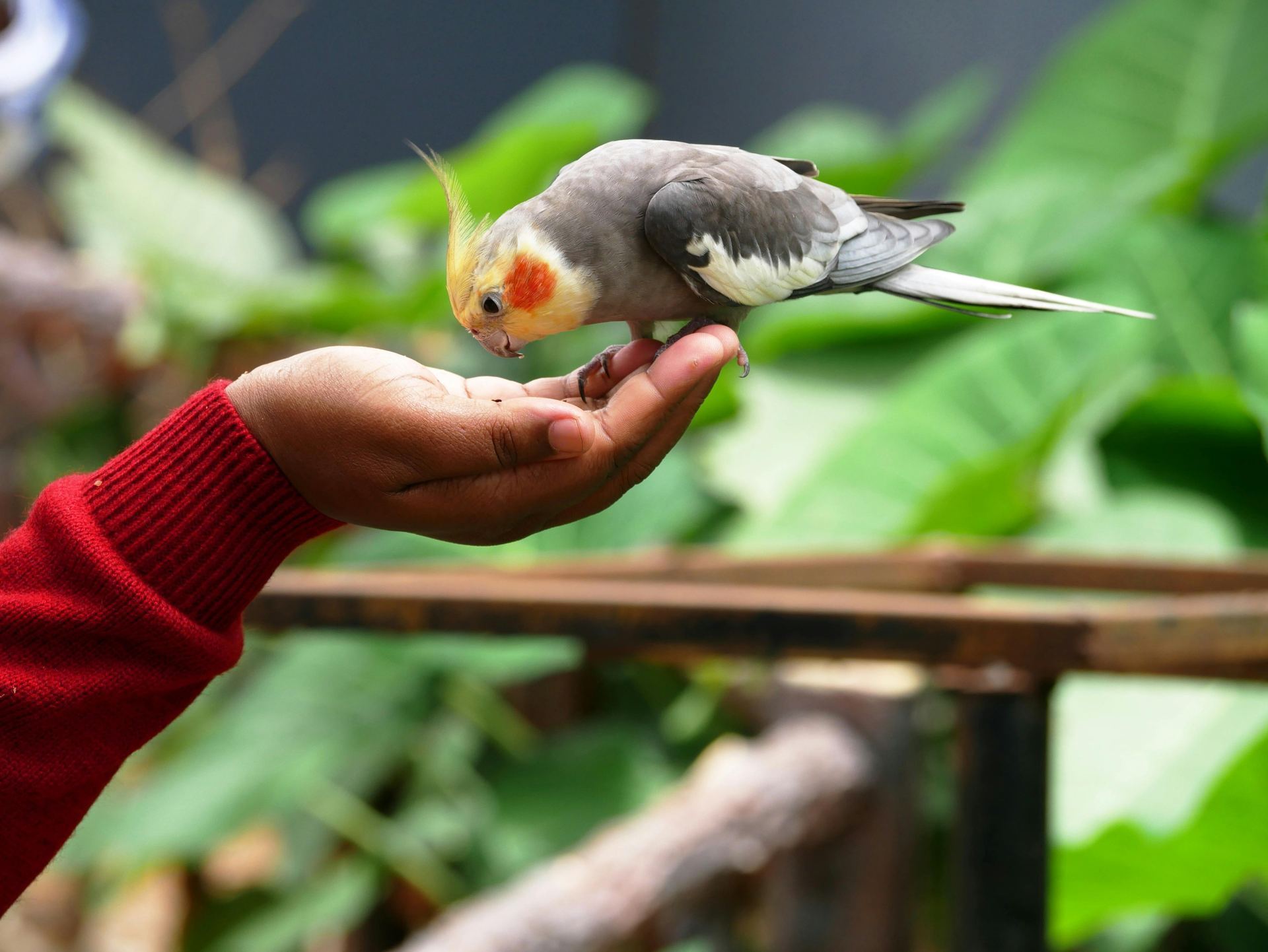 Cockateils available in Pune