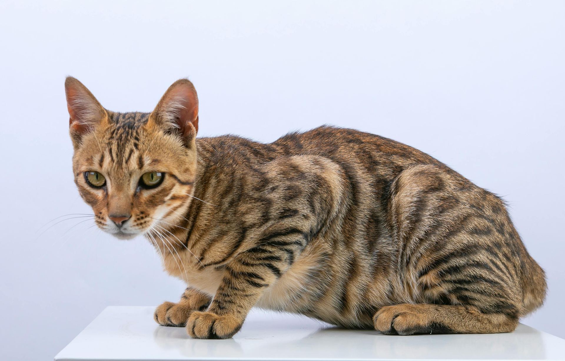 Bengal Kittens cat in Mumbai