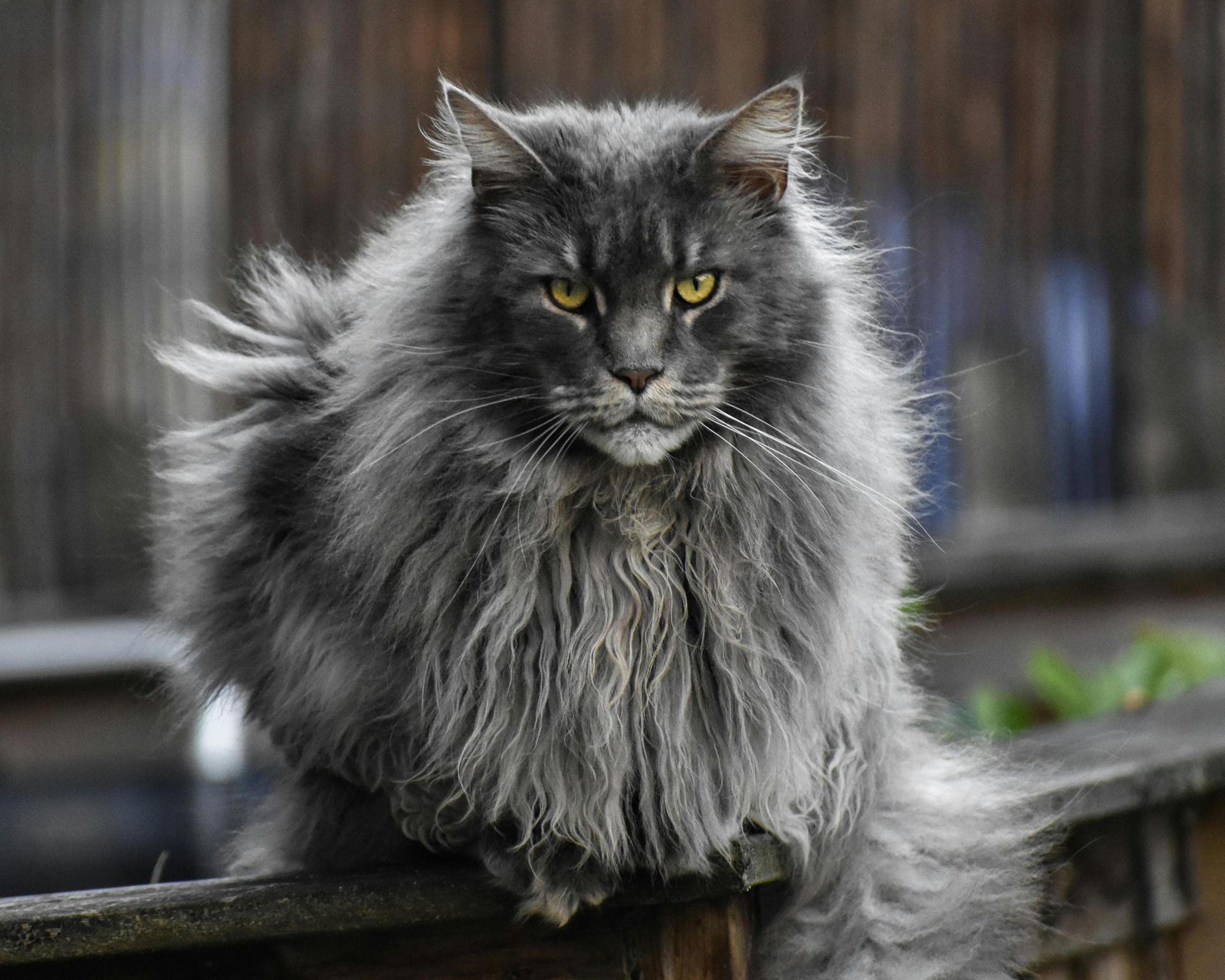 Maine Coon Kitten cat in Pune
