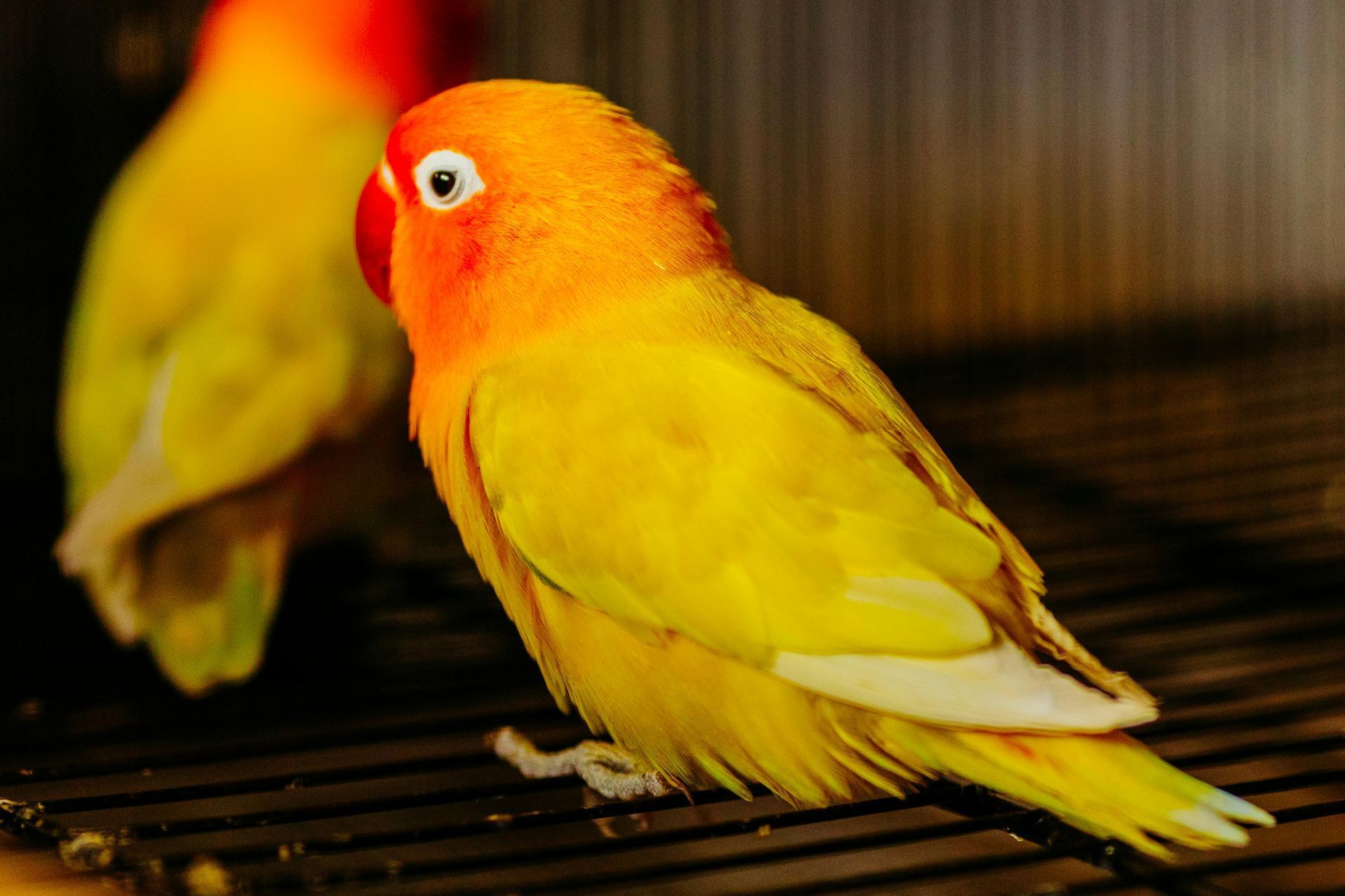 African Love Birds | Yellow & Orange