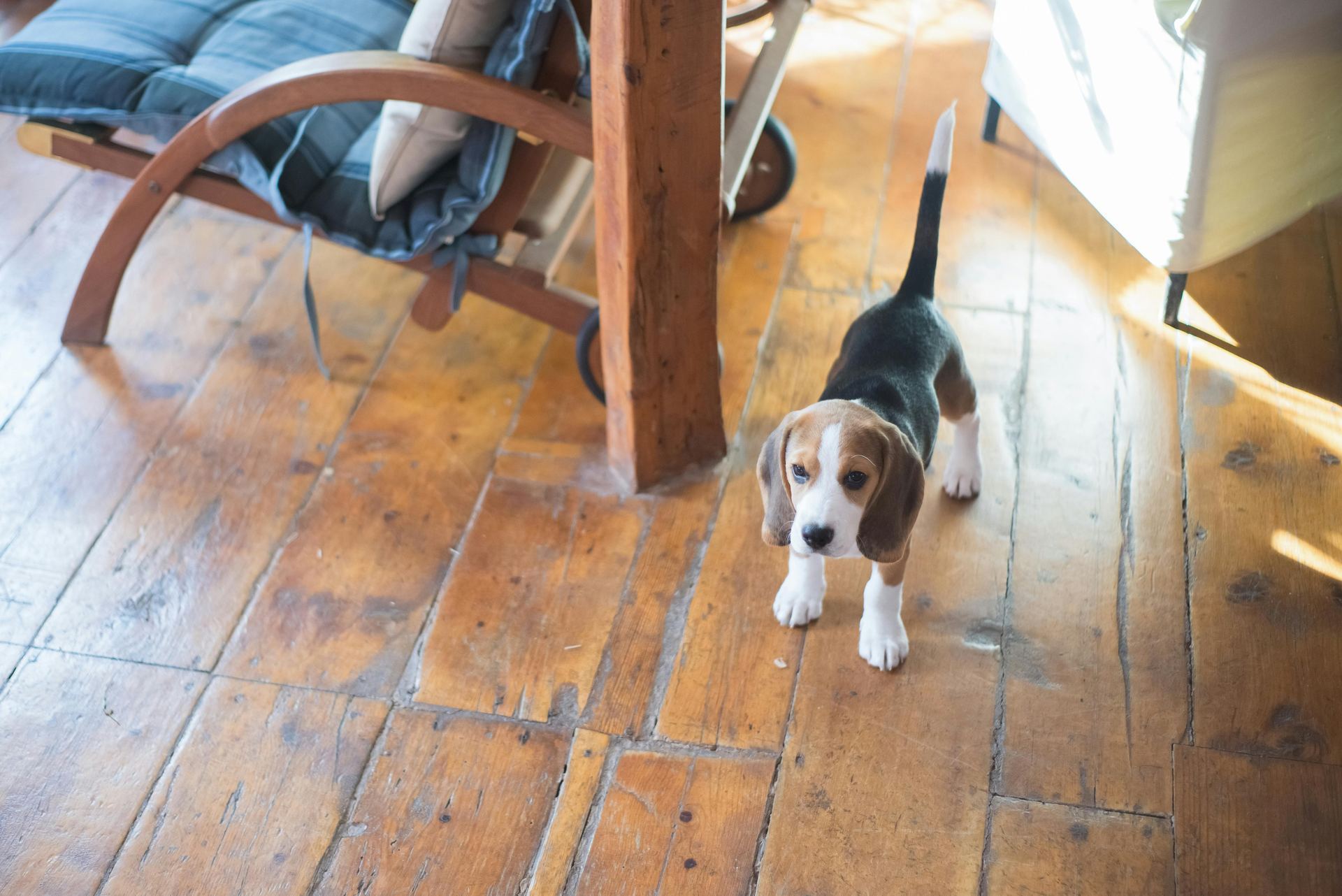 Beagle Black & Tan Puppy