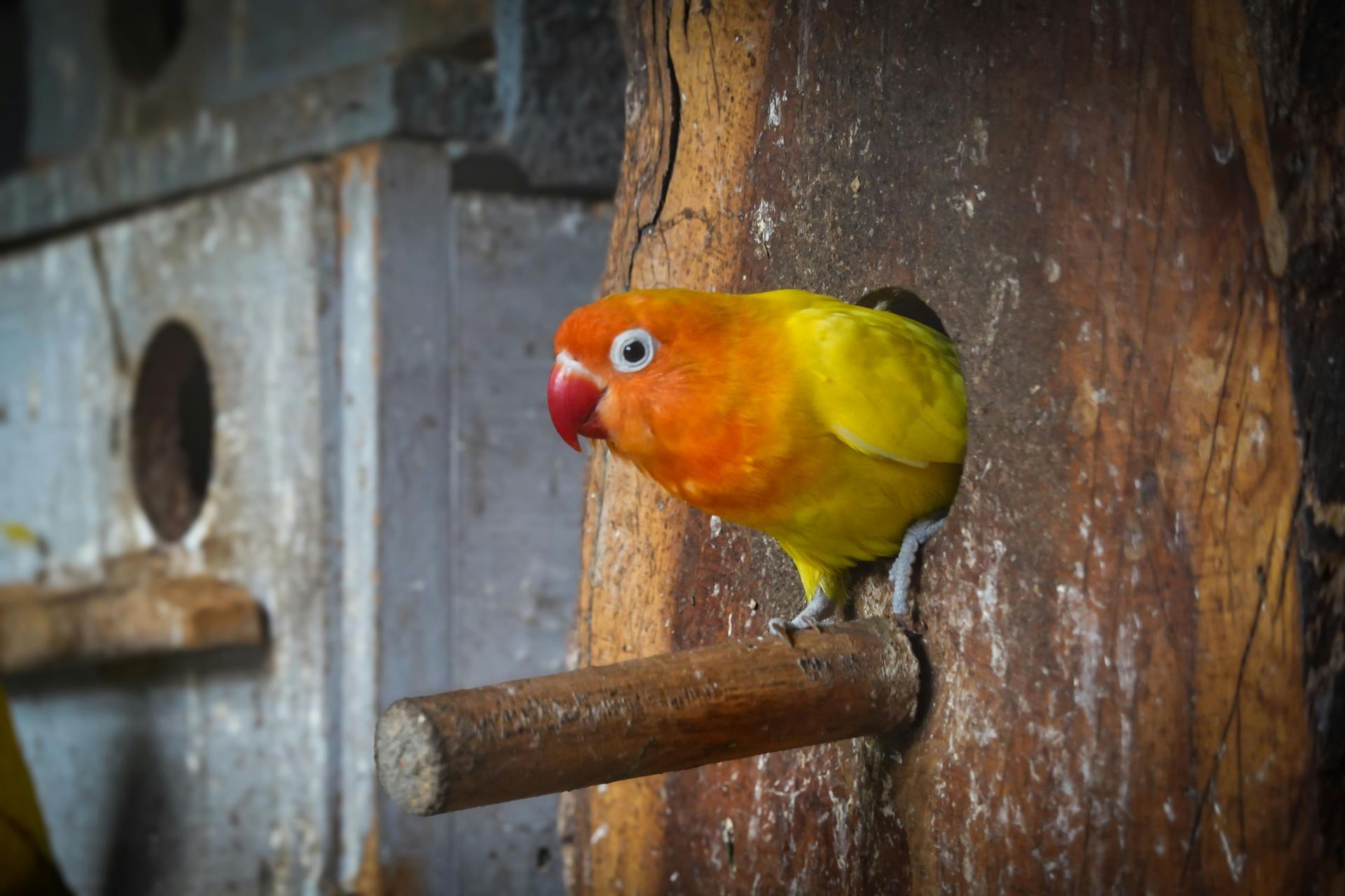 African Love Birds | Yellow & Orange bird in Mumbai