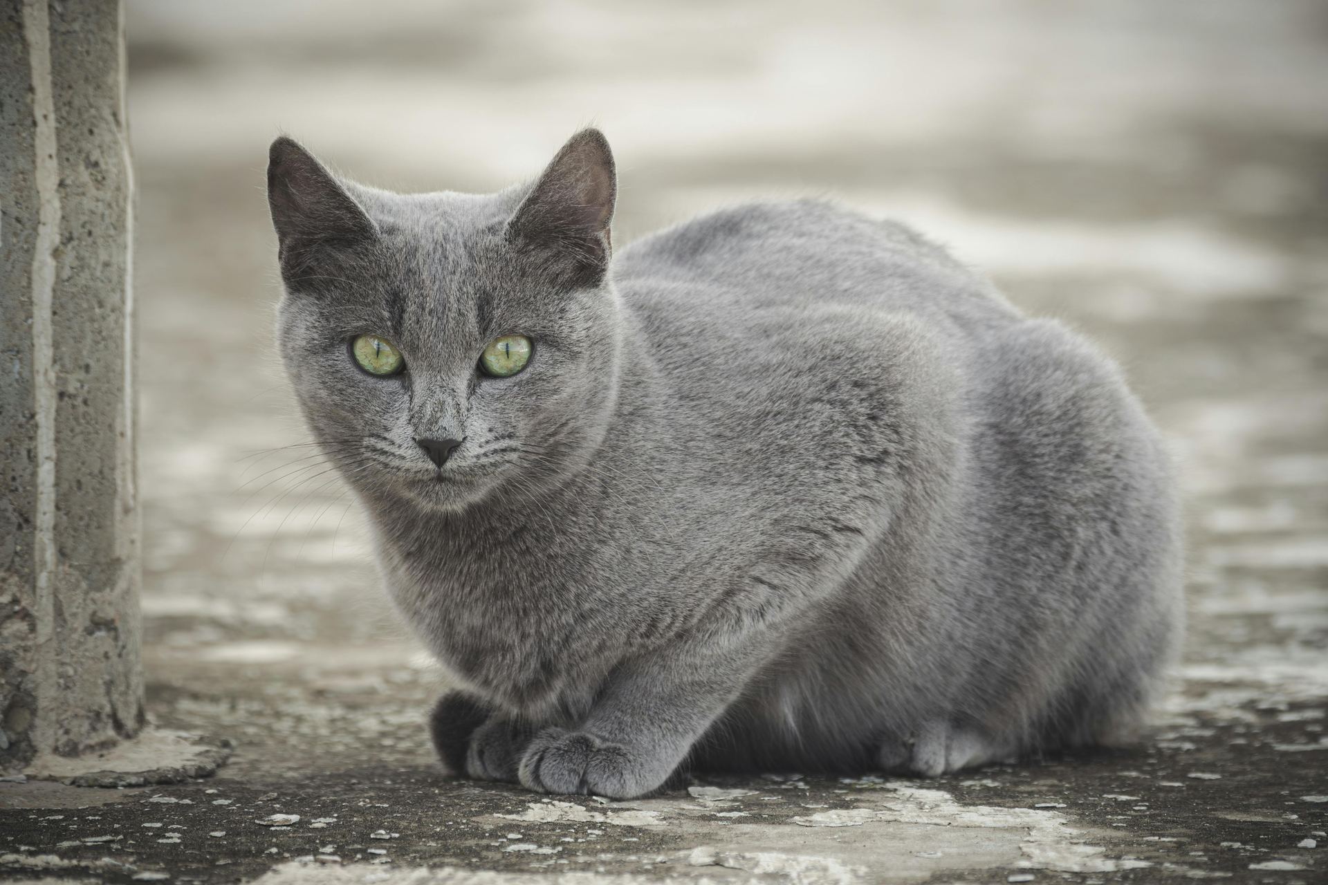 Russian Blue Kitten cat in Pune