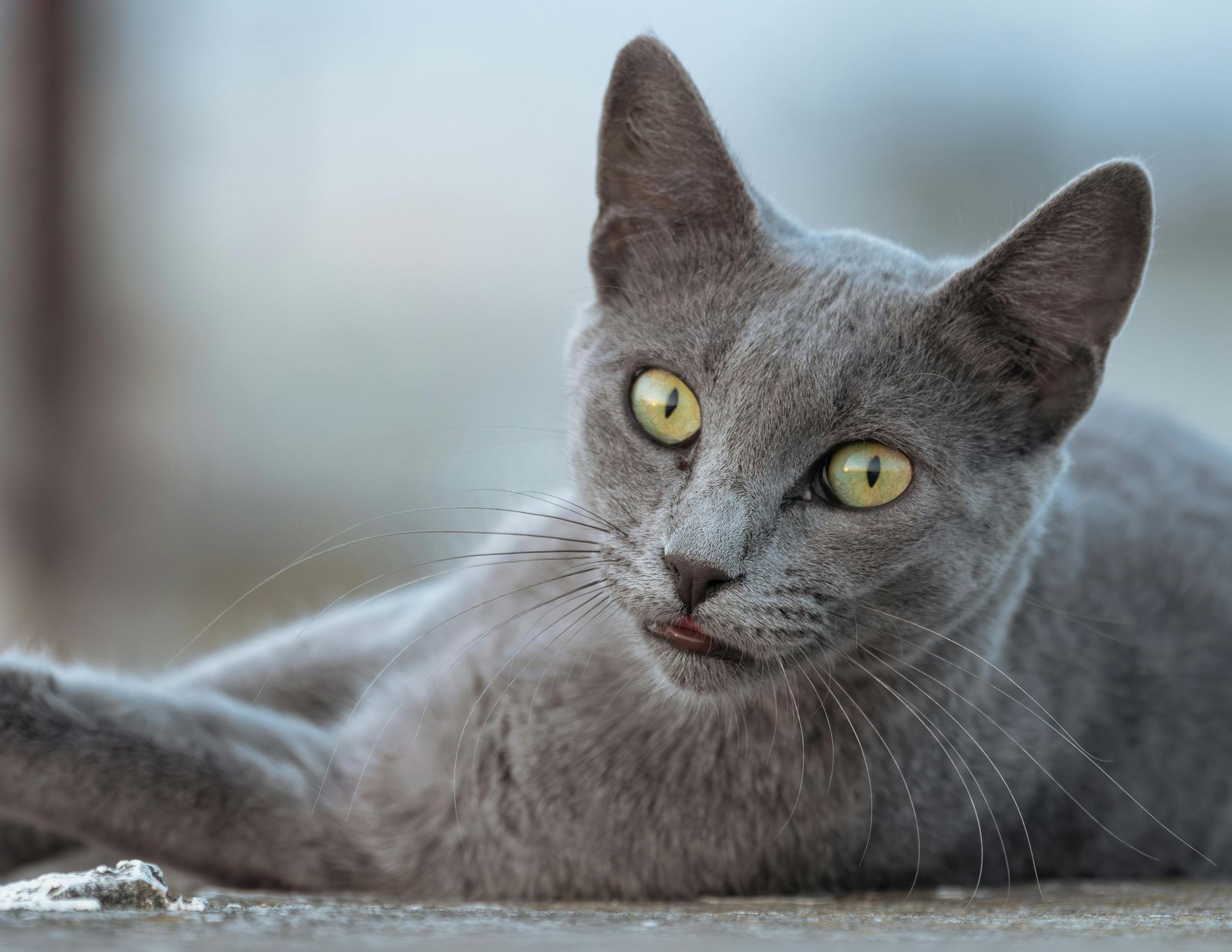 Russian Blue Kitten kitten available in Pune