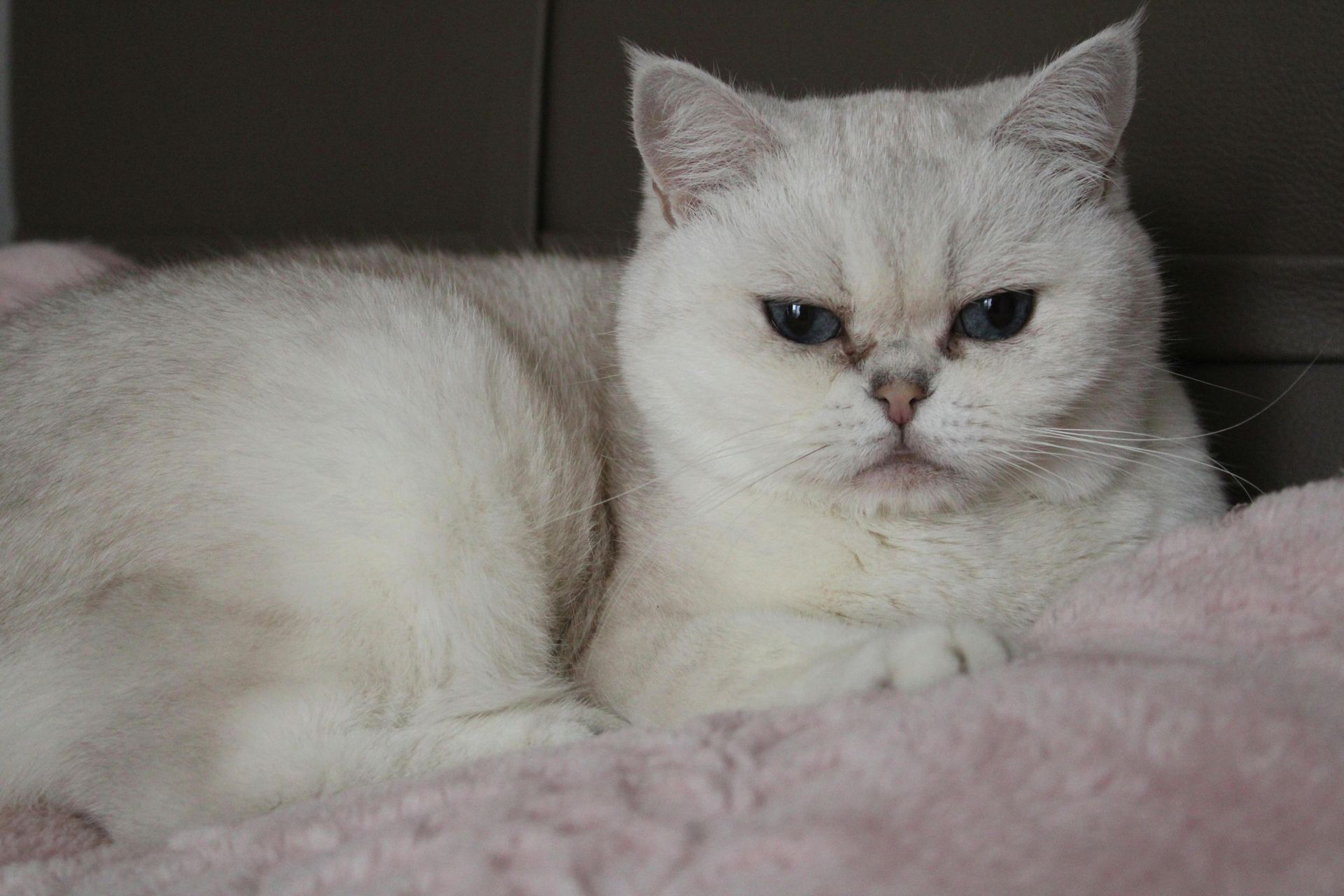 Buy Exotic Short Hair Kittens in Pune