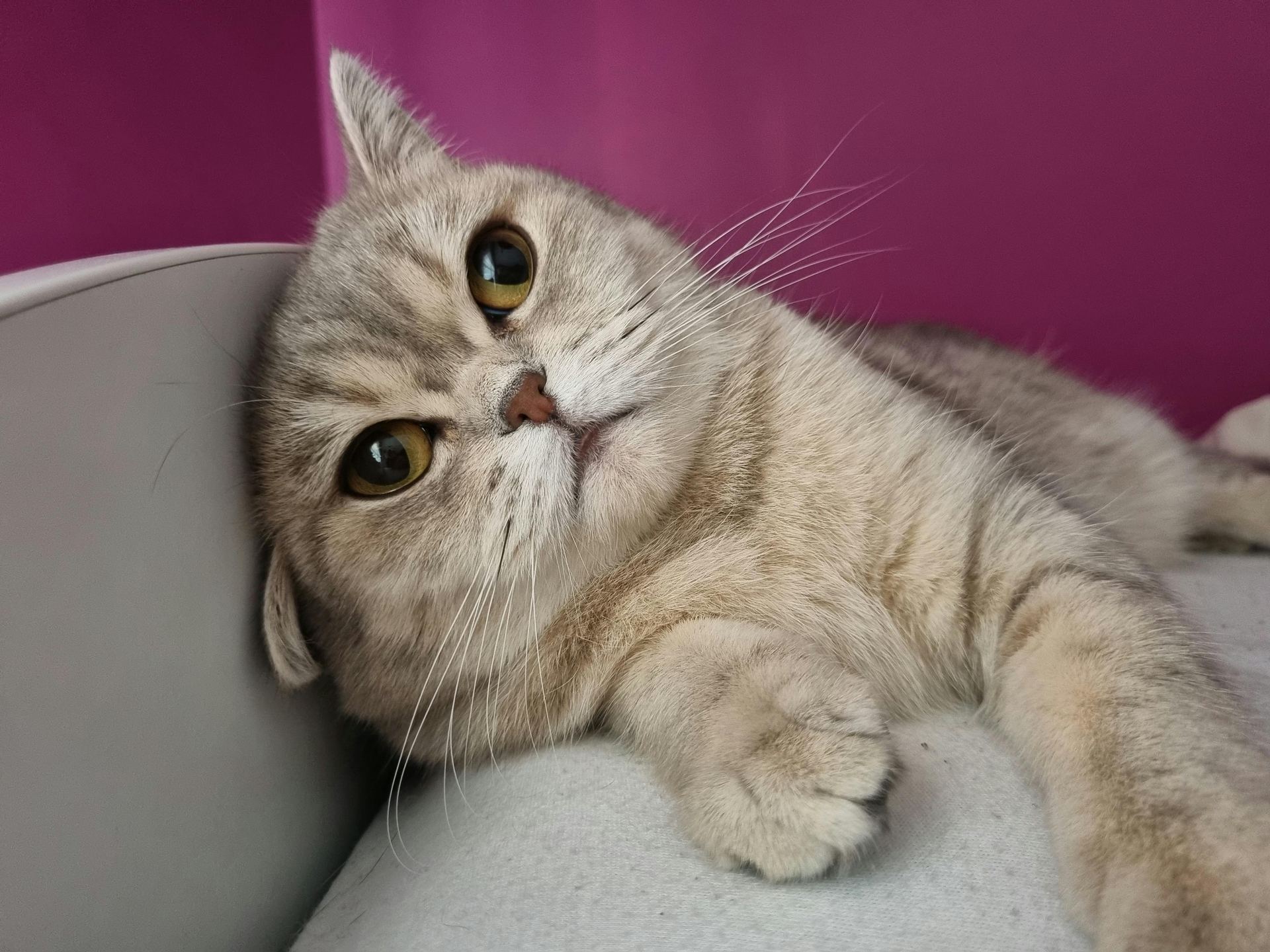 Scottish Fold | Chincila Variations cat in Pune