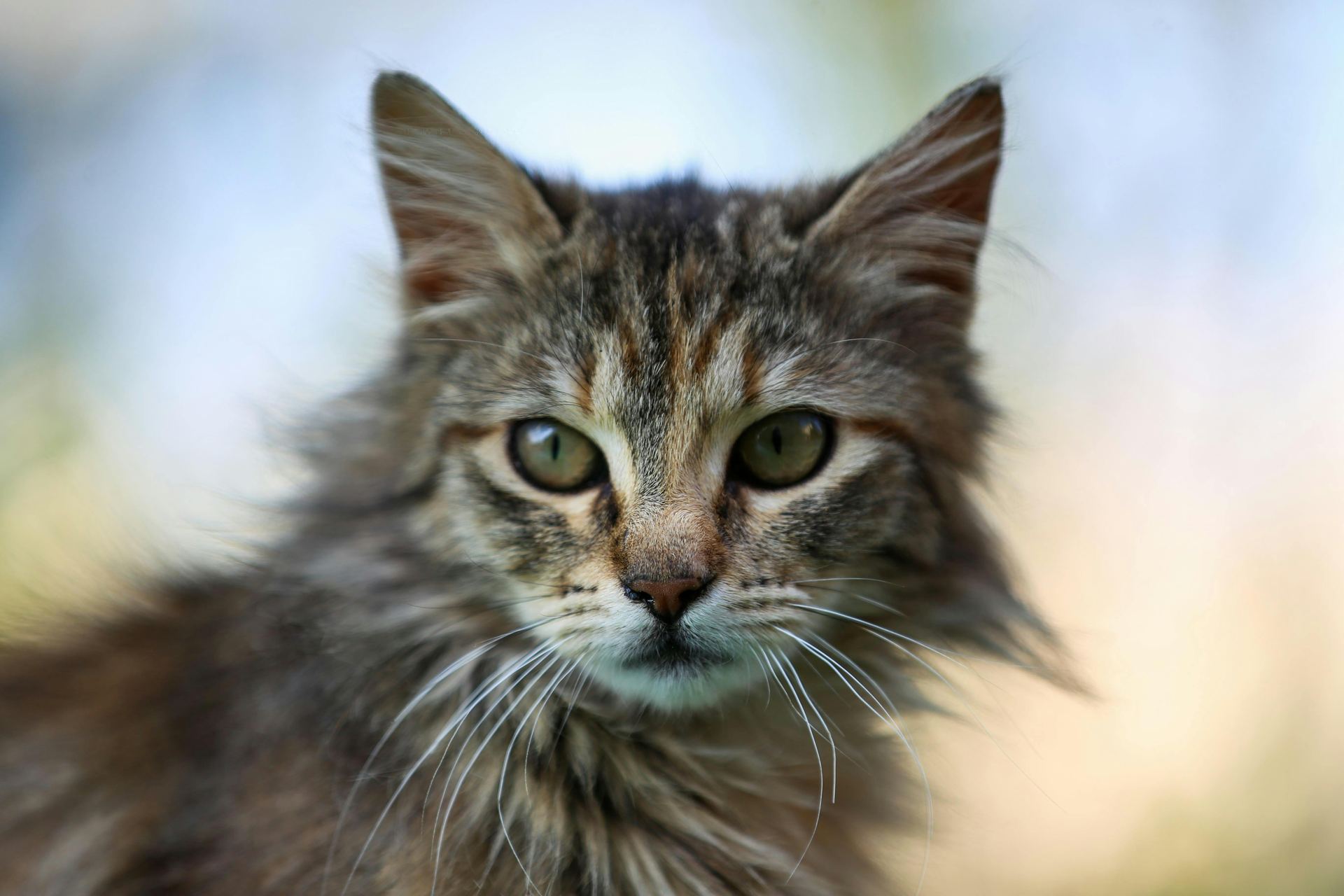 Buy Siberian Kitten in Pune