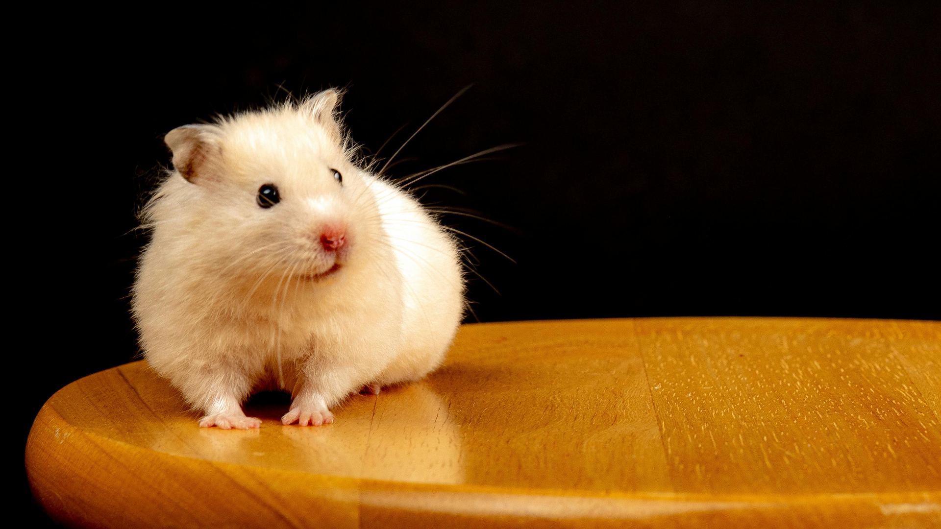 Hamsters small pet in Pune