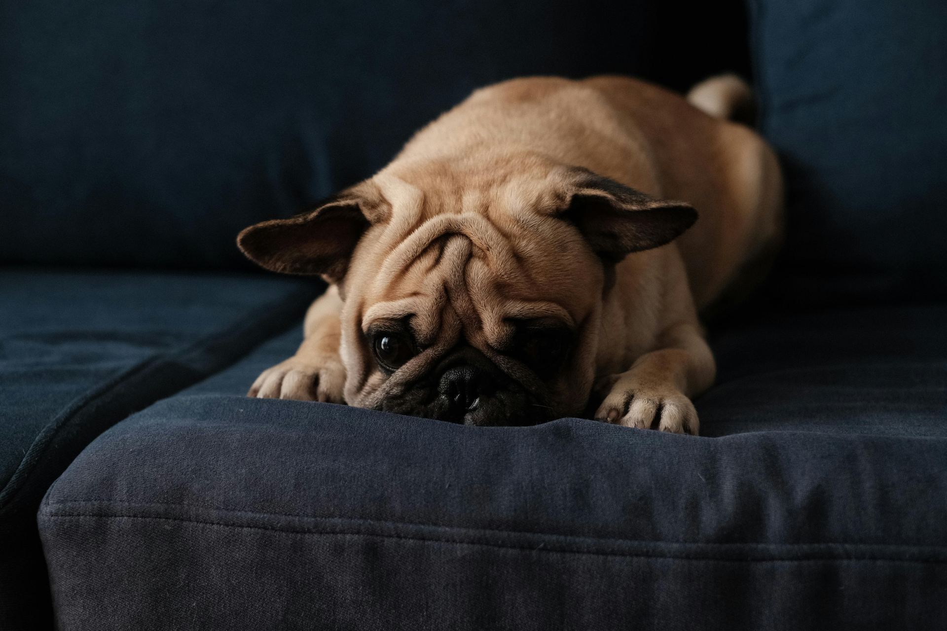 Pug Puppy | Apricot Color available in Mumbai