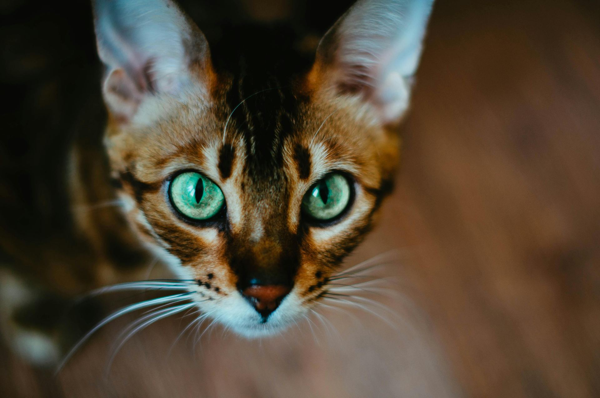 Buy Bengal Kittens in Mumbai