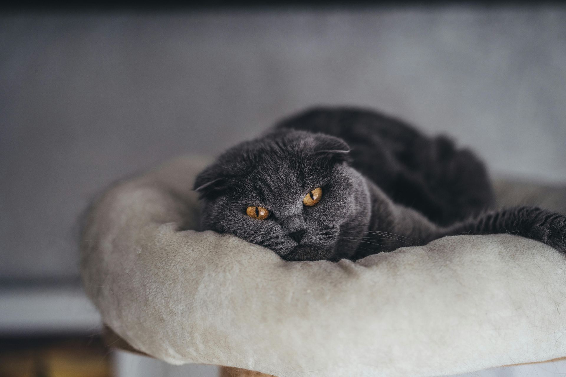 Buy Scottish Fold Kitten | Standard Grey in Pune