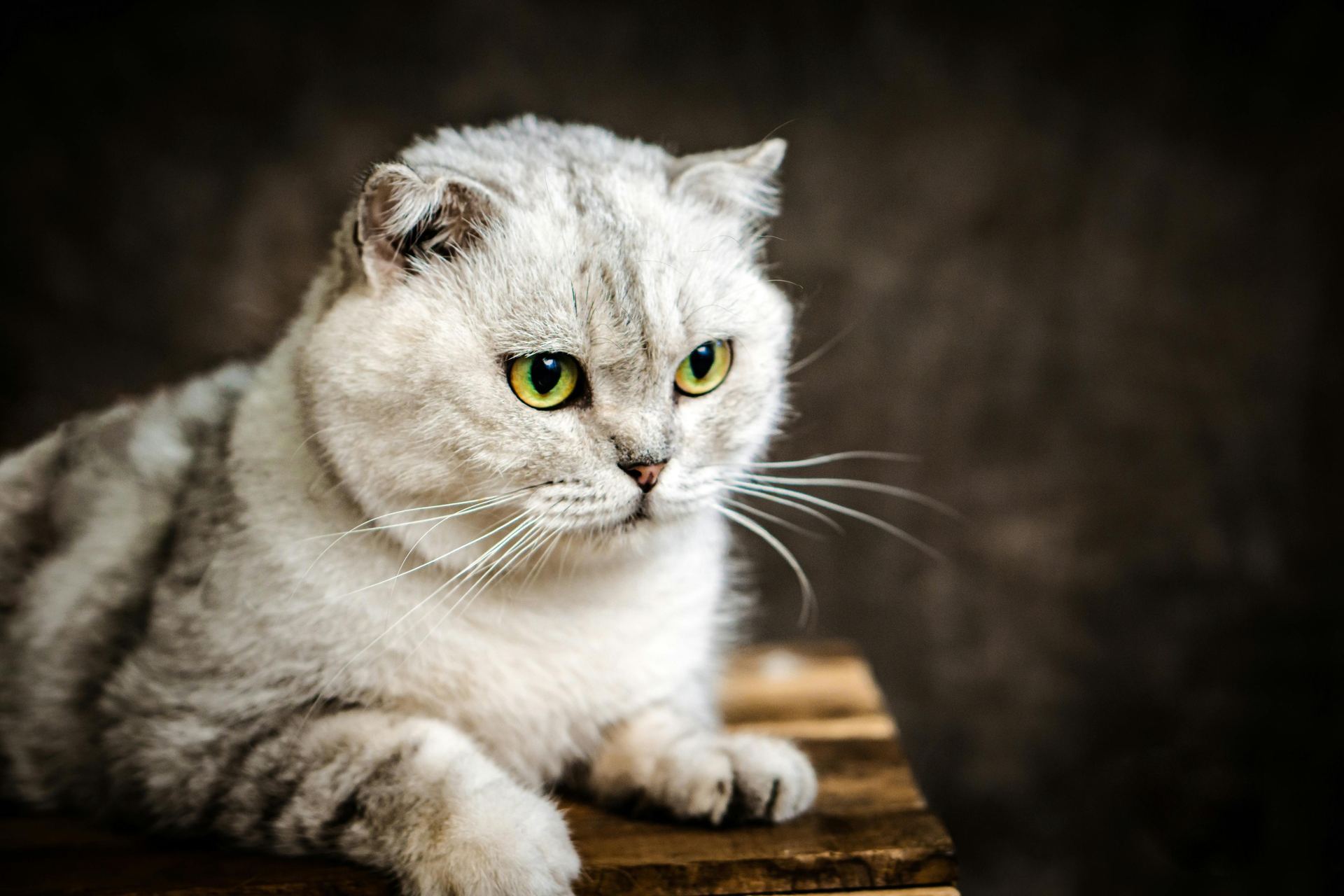 Buy Scottish Fold | Chincila Variations in Pune