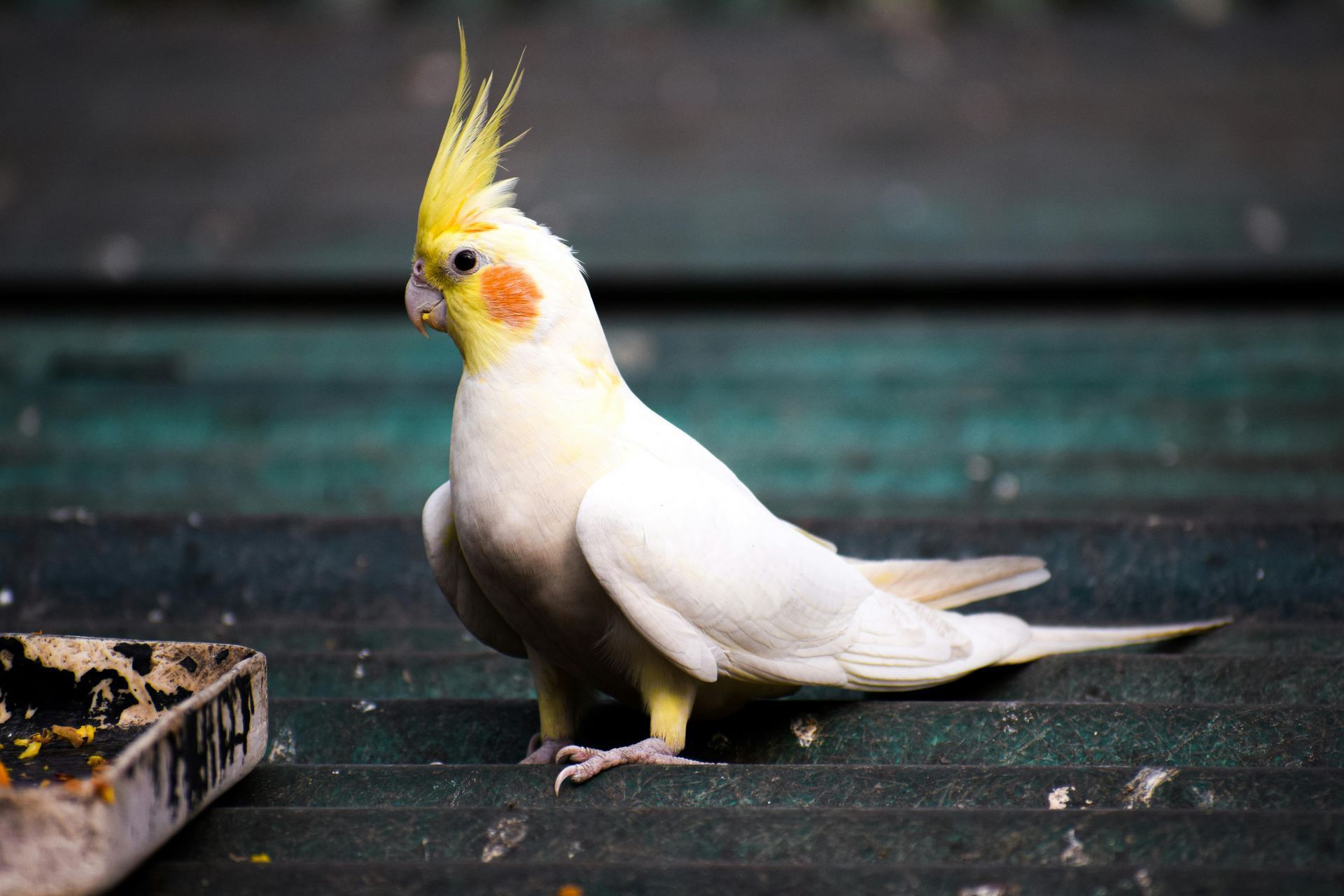 Cockateils bird in Pune