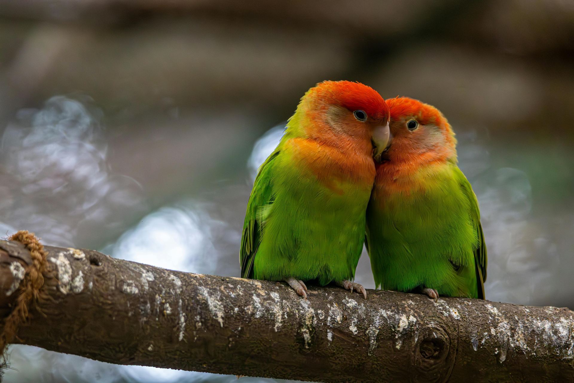 African Love Birds | Peach Face available in Mumbai