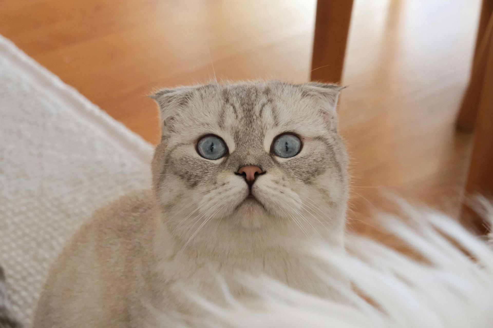 Scottish Fold | Chincila Variations kitten available in Pune