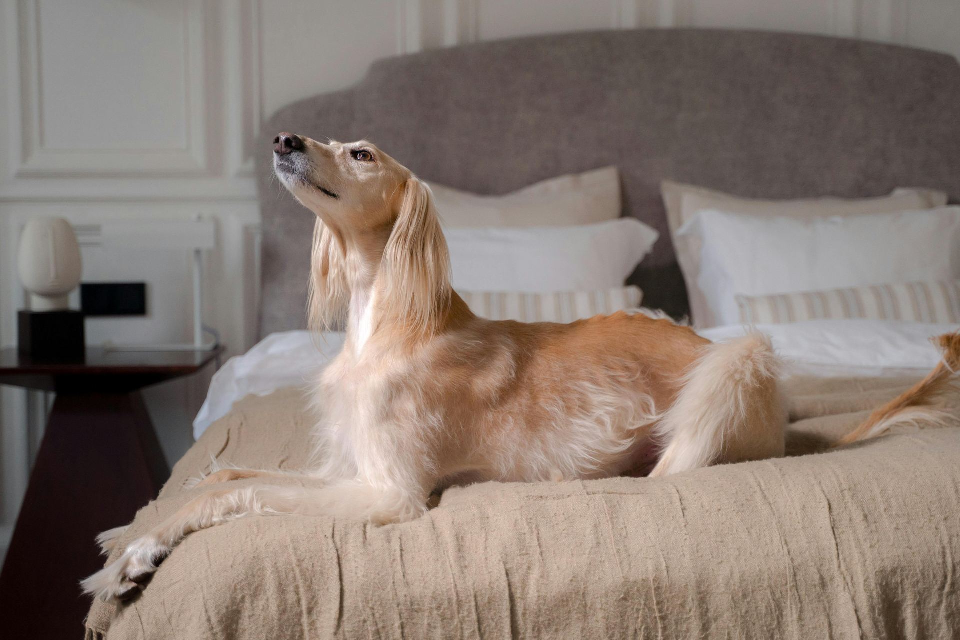 Afghan Hound Puppy available in Mumbai
