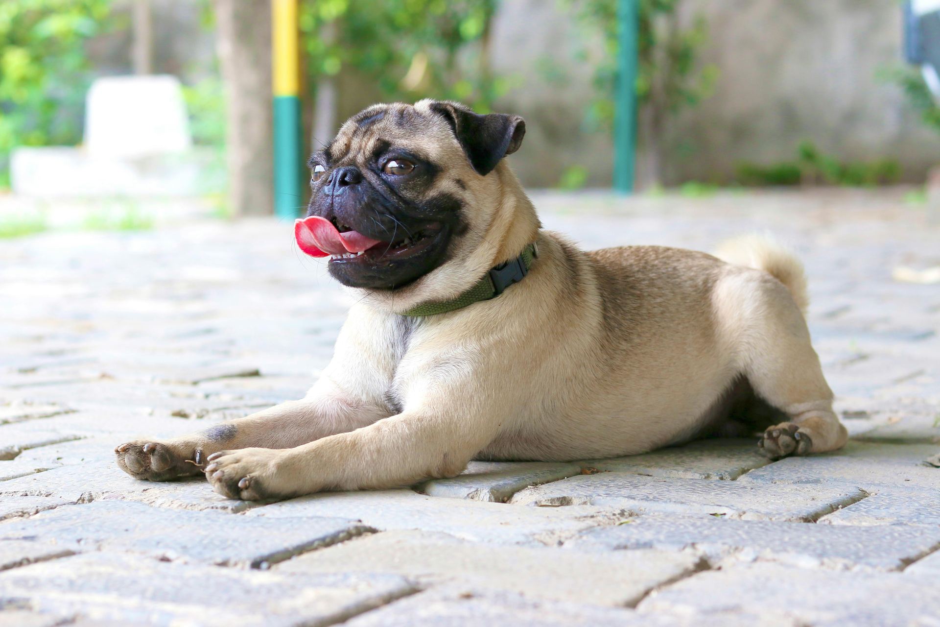 Pug Puppy | Apricot Color