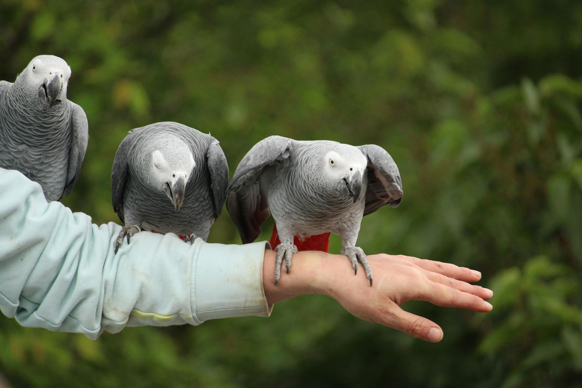 African Grey Parrot bird in Pune