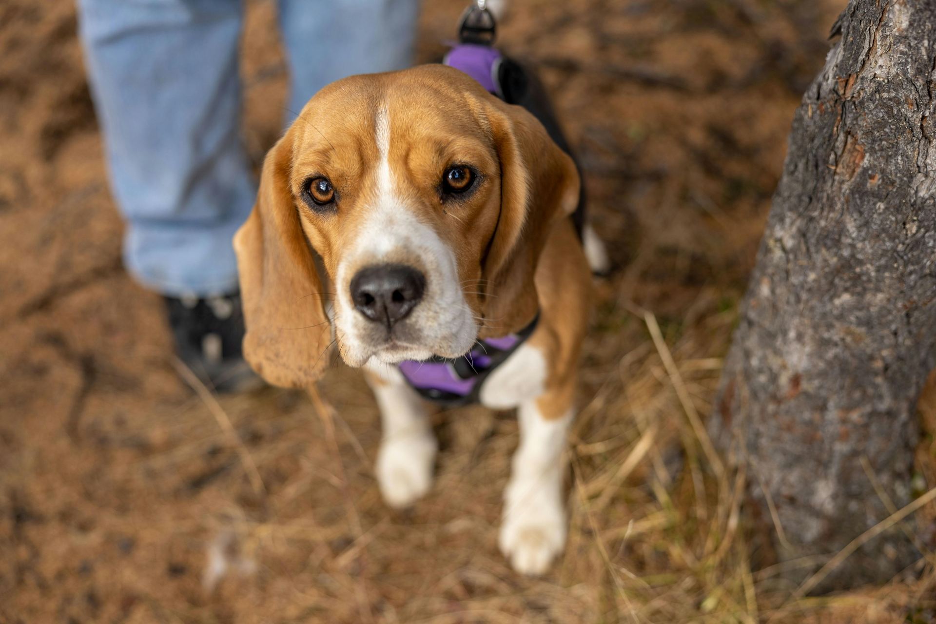 Beagle Black & Tan Puppy puppy in Mumbai