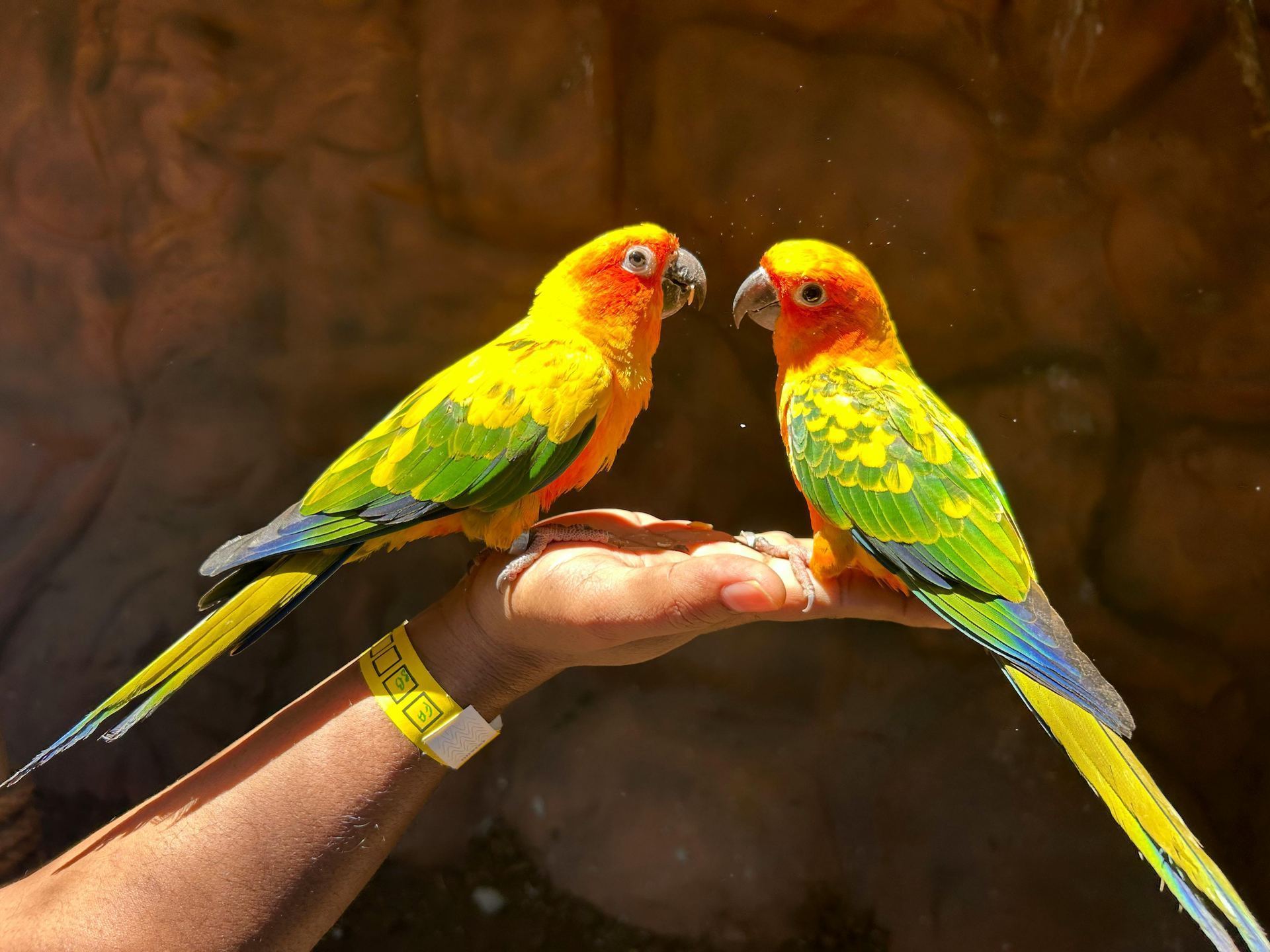 Sun Conure available in Pune