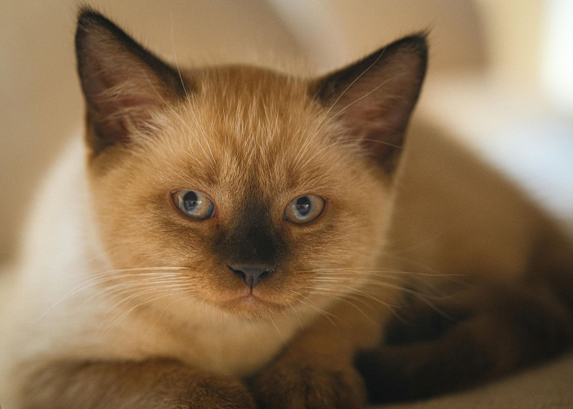 Siamese Kitten kitten available in Mumbai