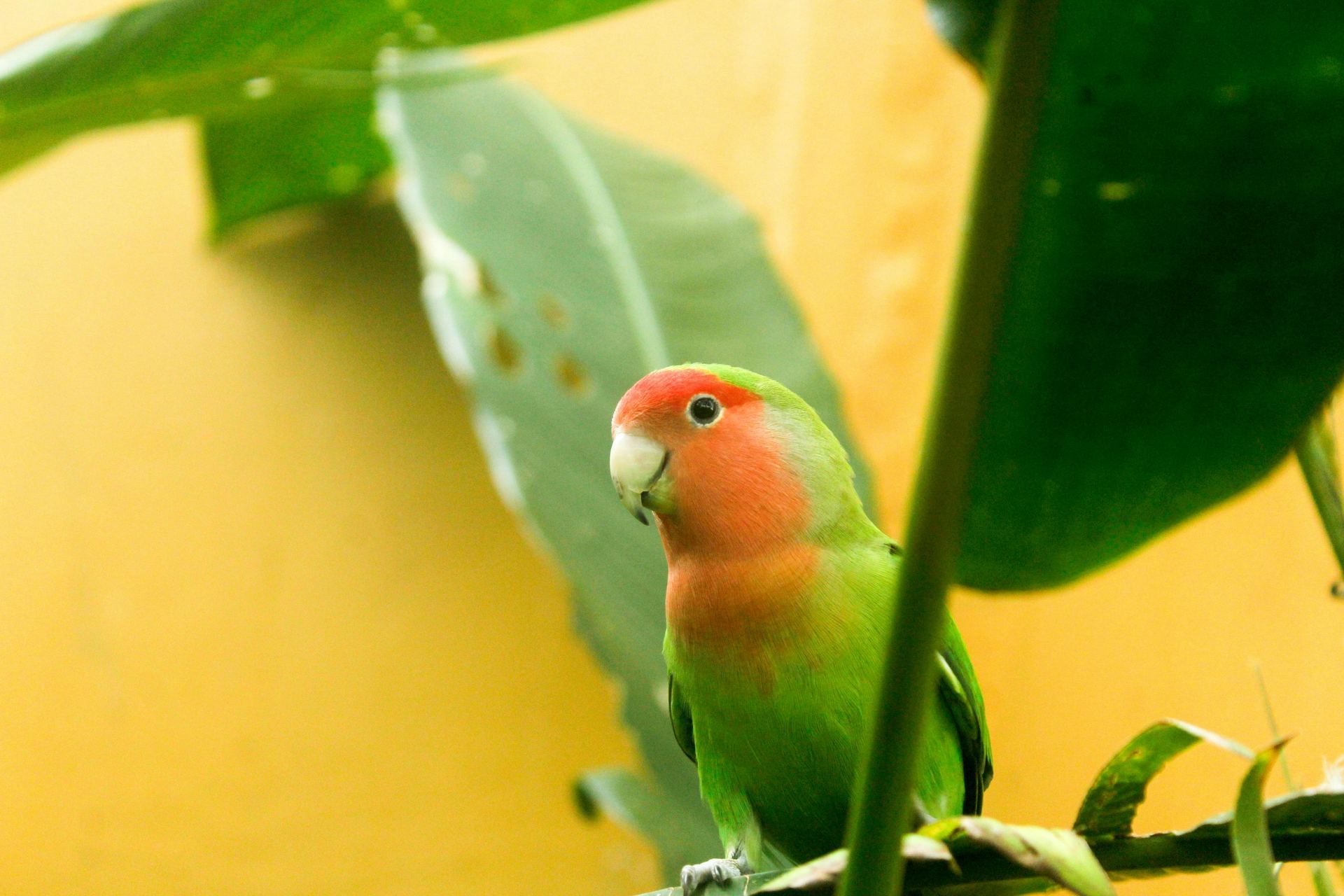 African Love Birds | Peach Face