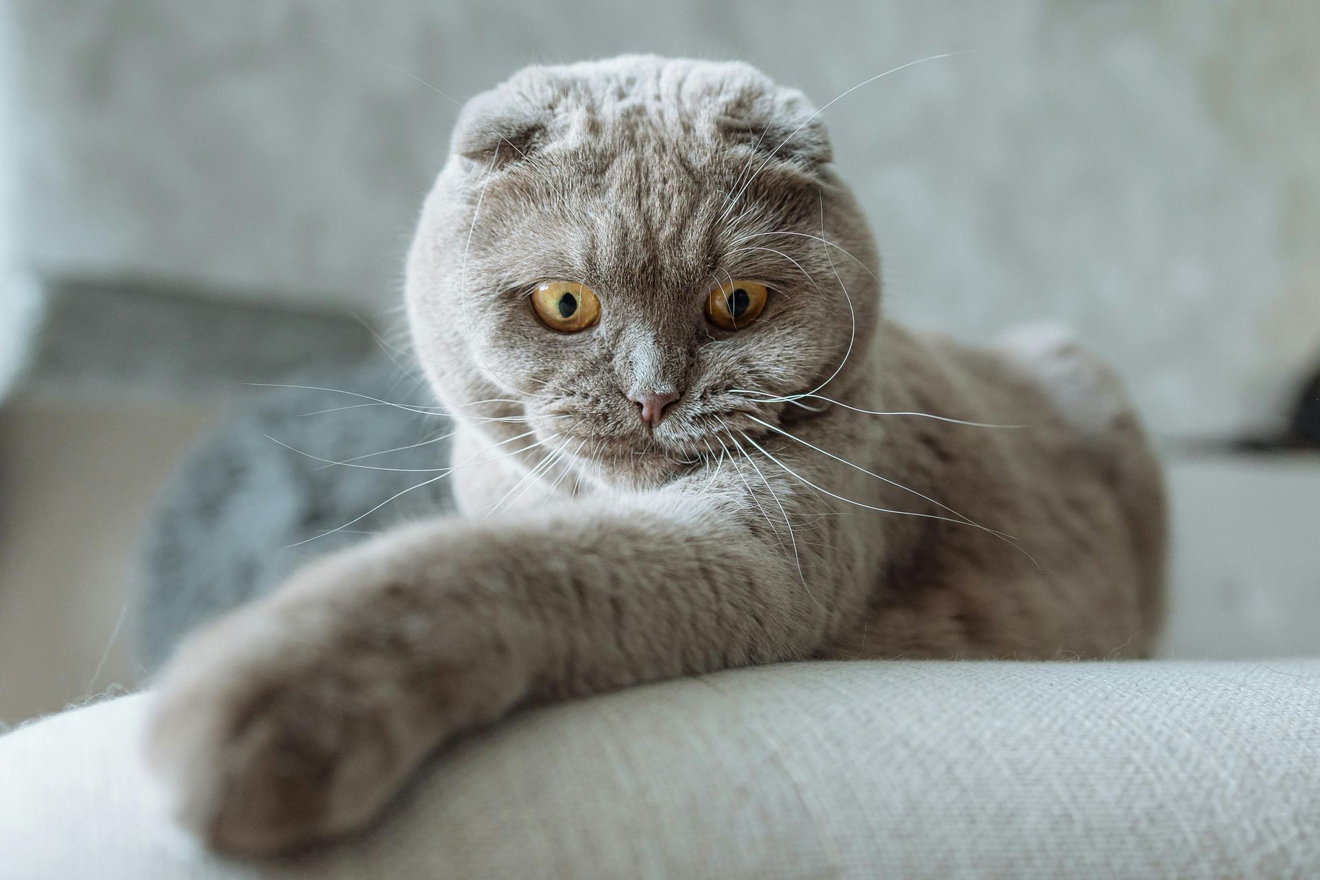 Scottish Fold Kitten | Standard Grey cat in Pune