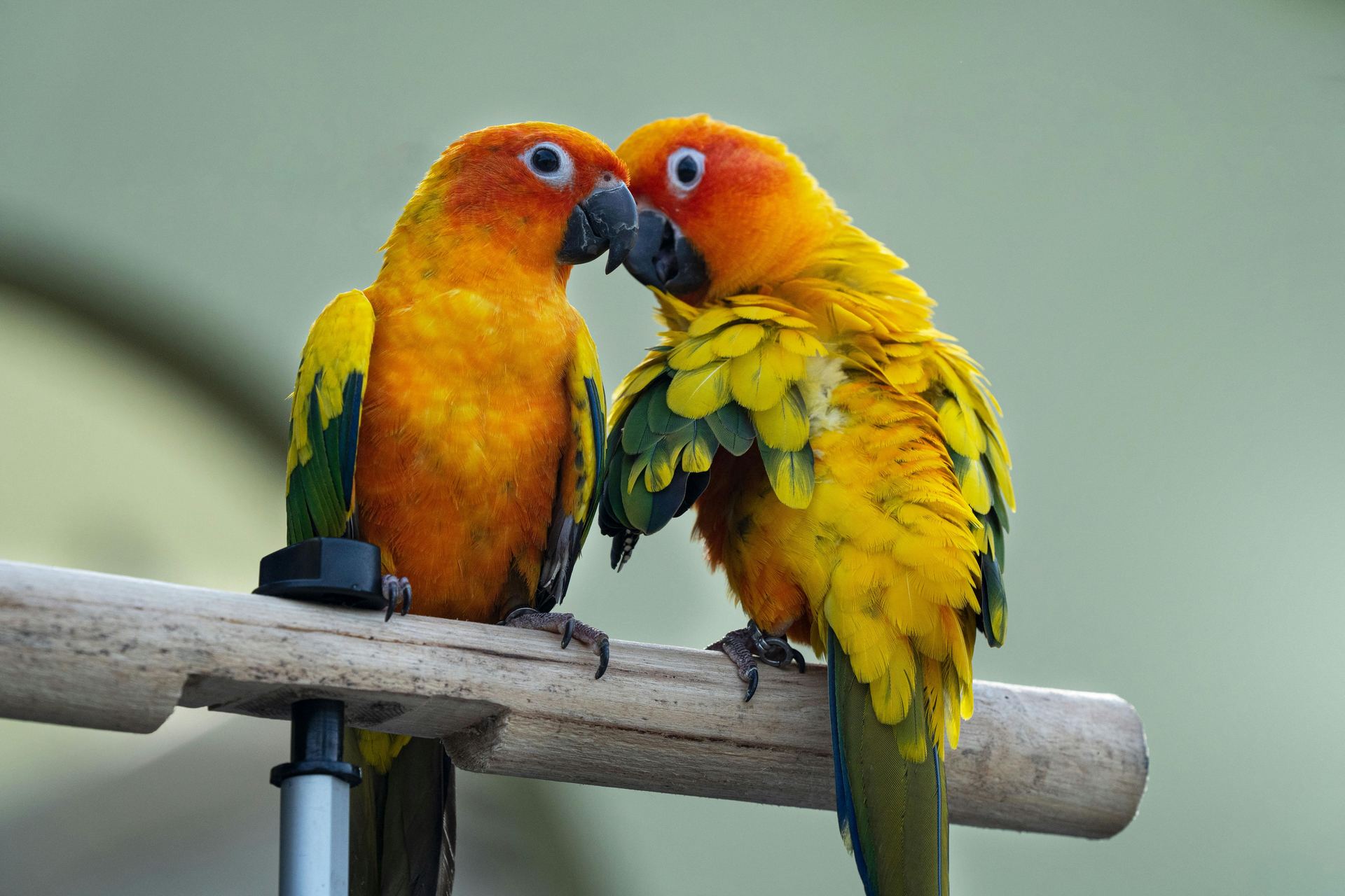 Sun Conure bird in Pune